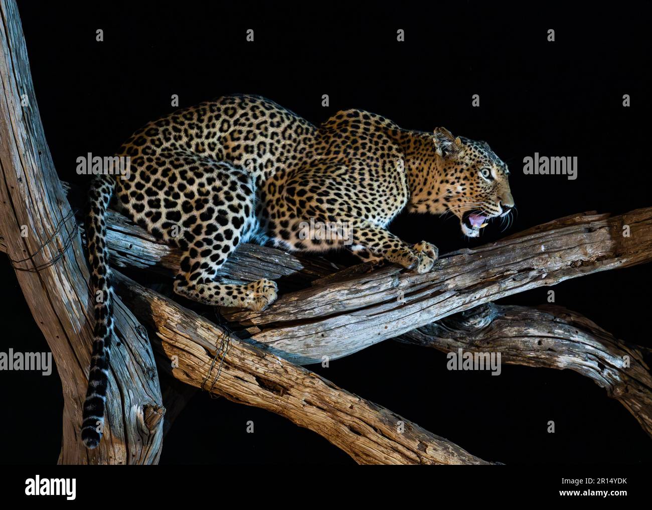 Un léopard sauvage (Panthera pardus) assis sur des rondins la nuit. Kenya, Afrique. Banque D'Images