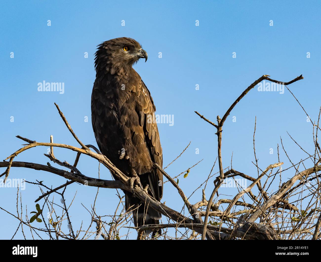 Un Snake-Eagle brun (Circaetus cinereus) perché sur une branche. Kenya, Afrique. Banque D'Images