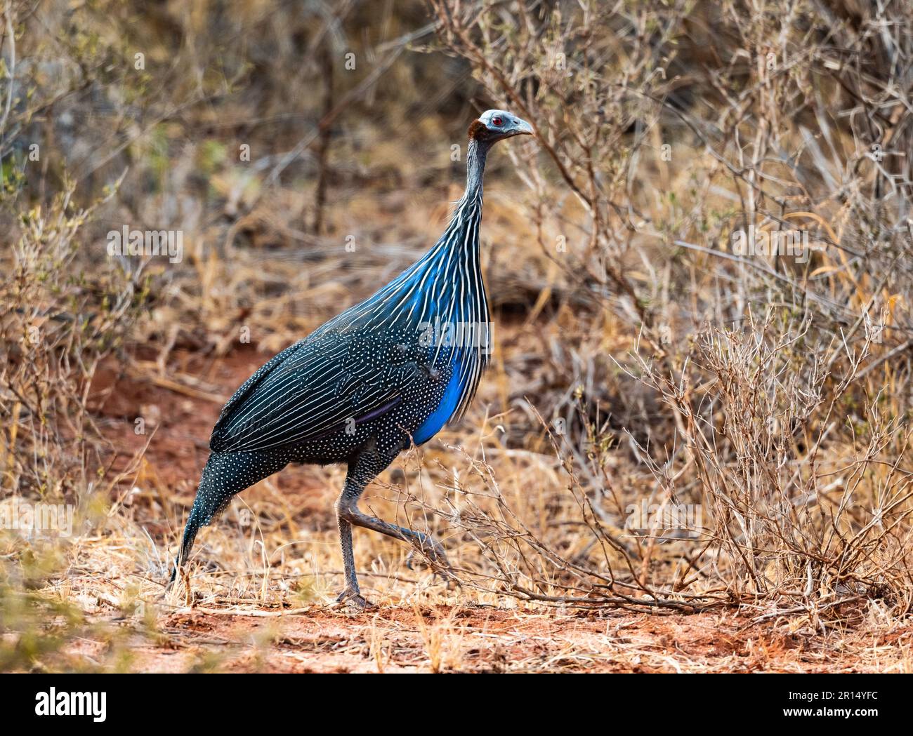 Un guinéafahide Vulturine (acrylium vulturinum) marchant dans les buissons. Kenya, Afrique. Banque D'Images