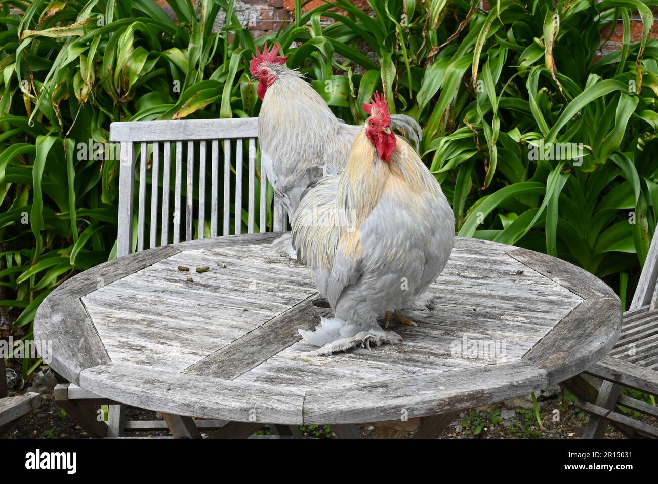 sussex poulets assis sur une table Banque D'Images