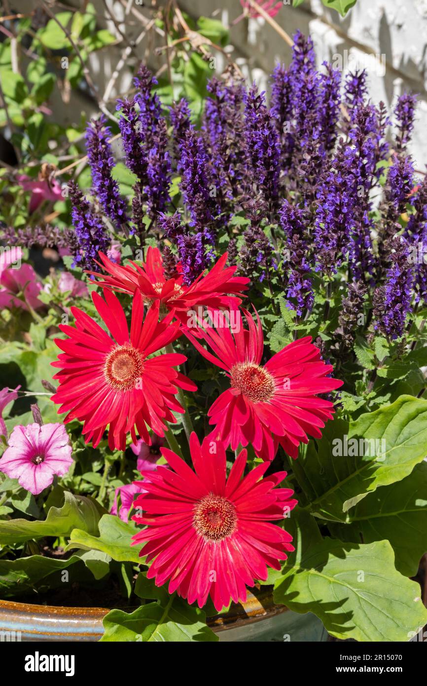 Un pot de fleurs, Gerbera daisies, Gerbera jamesonii, pétunias roses, «Bubblegum rose», supertunia vista, salvia pourpre, salvia nemorosa. Kansas, États-Unis. Banque D'Images