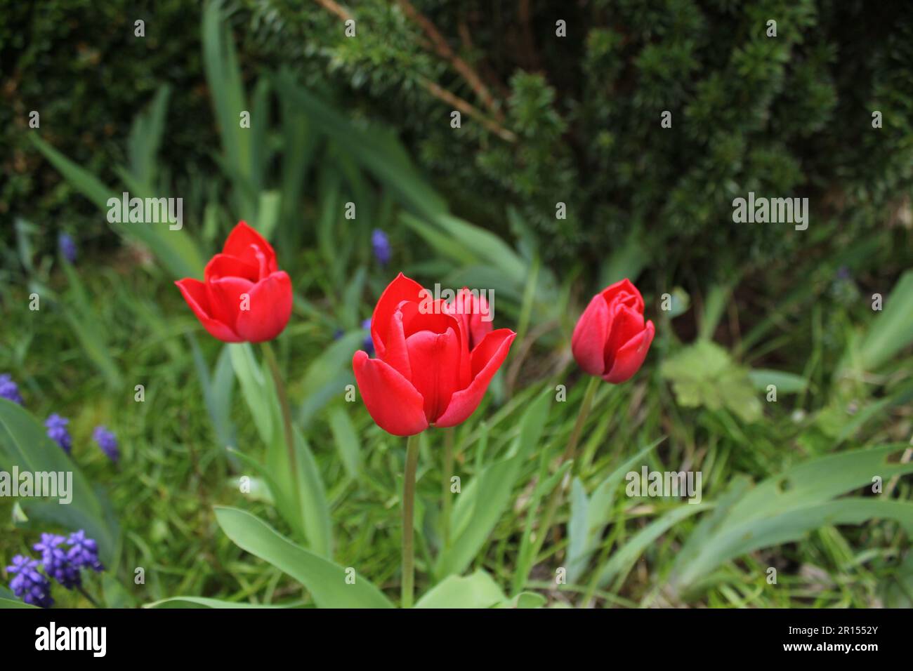 Triplette tulipe rouge vif qui se fait remarquer. Surtout dans la teinte bleue d'un sombre nuageux tôt le matin avant l'aube au printemps et autour des jacinthes. Banque D'Images