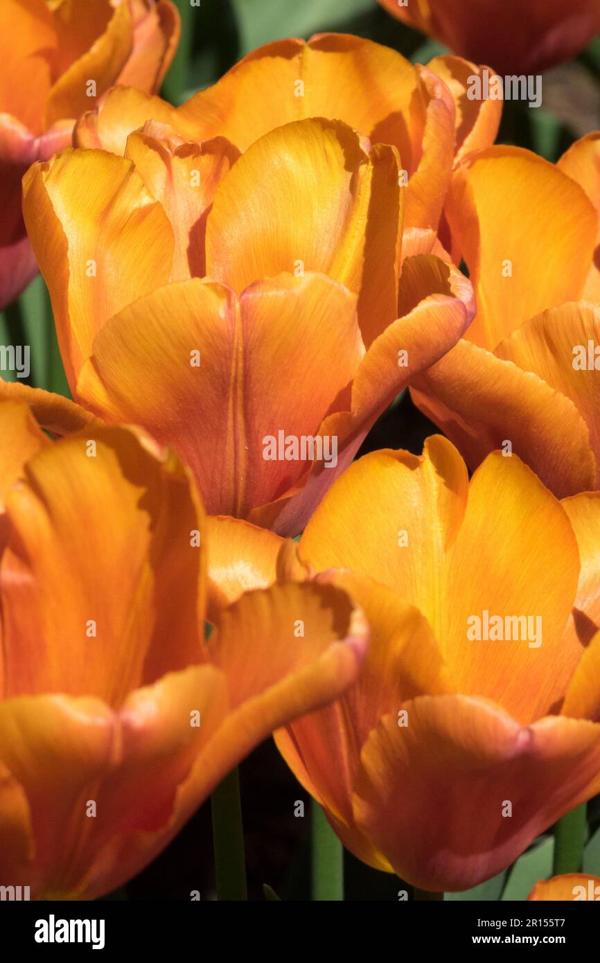 Tulipes d'orange, Tulipa 'Orange Babies', tulipe de Triumph, Groupe Banque D'Images