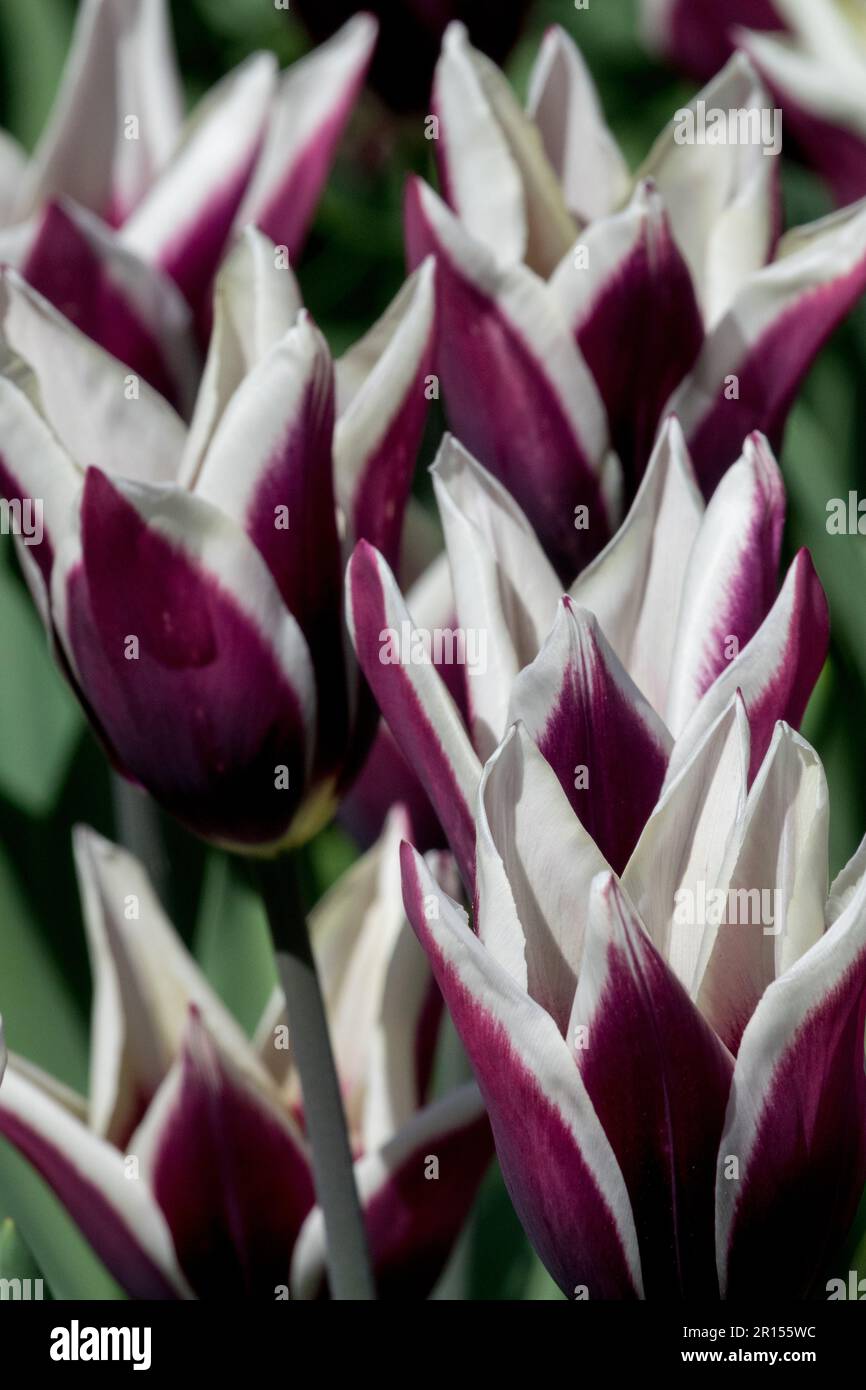 Tulips de triomphe, Tulipa 'Chansonette', fleurs blanc violet Banque D'Images