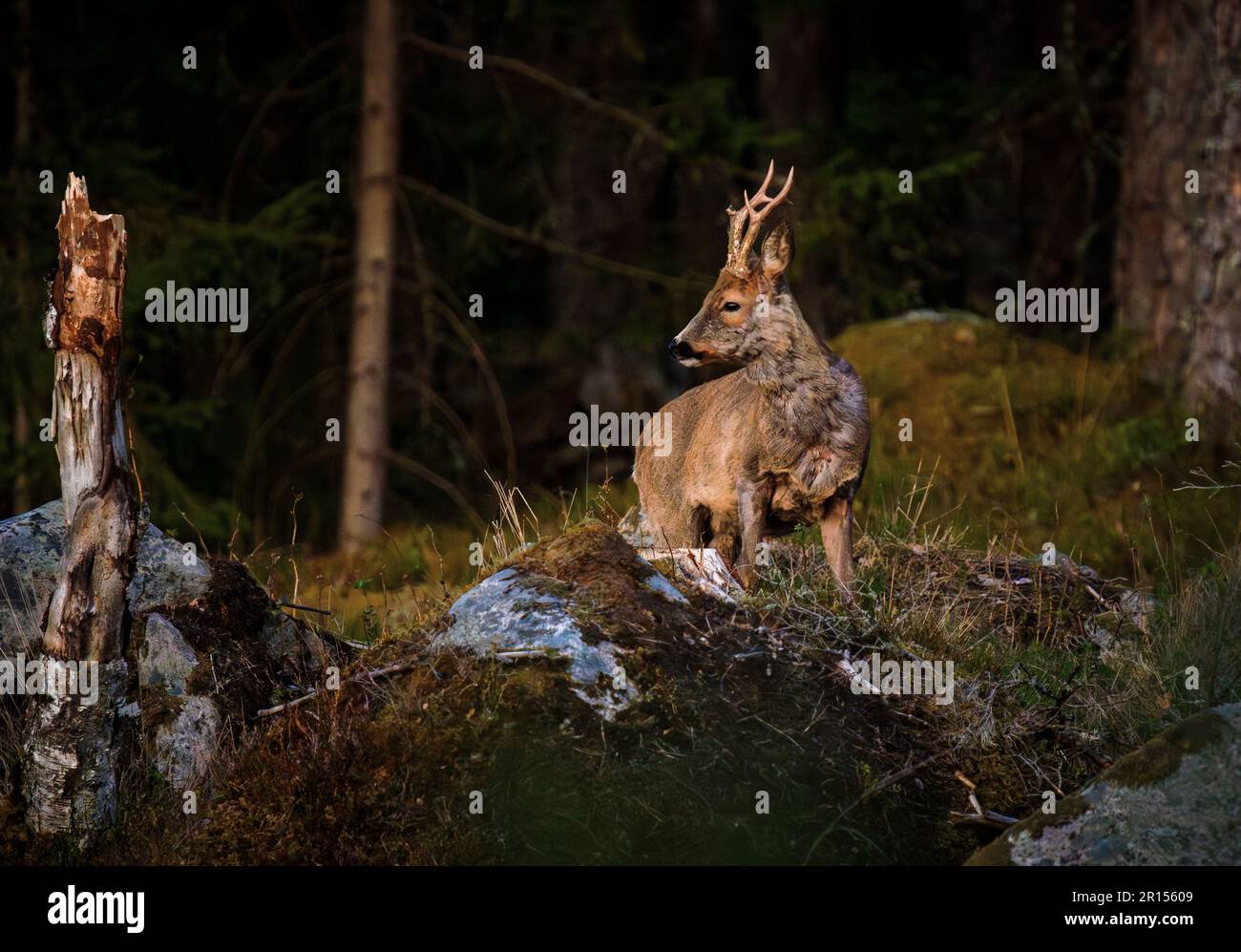 Osby, Suède, 11 mai 2023 animaux sauvages, cerf de Virginie, Dans le sud de la Suède au coucher du soleil Credit: PEO Mšller/Alamy Live News Banque D'Images