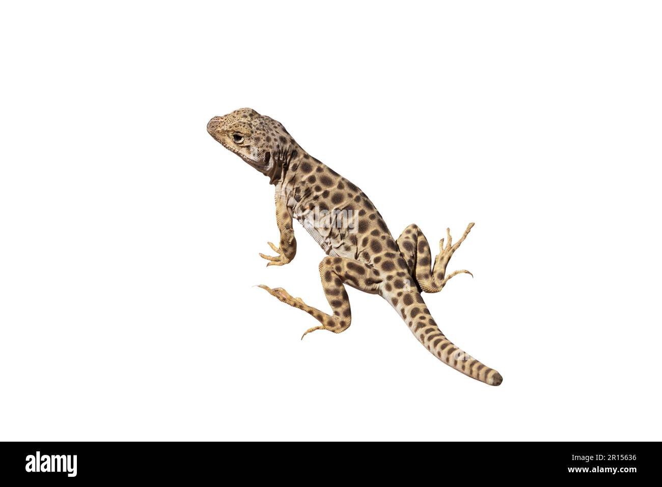 Nez rond léopard Lizard isolé avec fond découpé. Banque D'Images