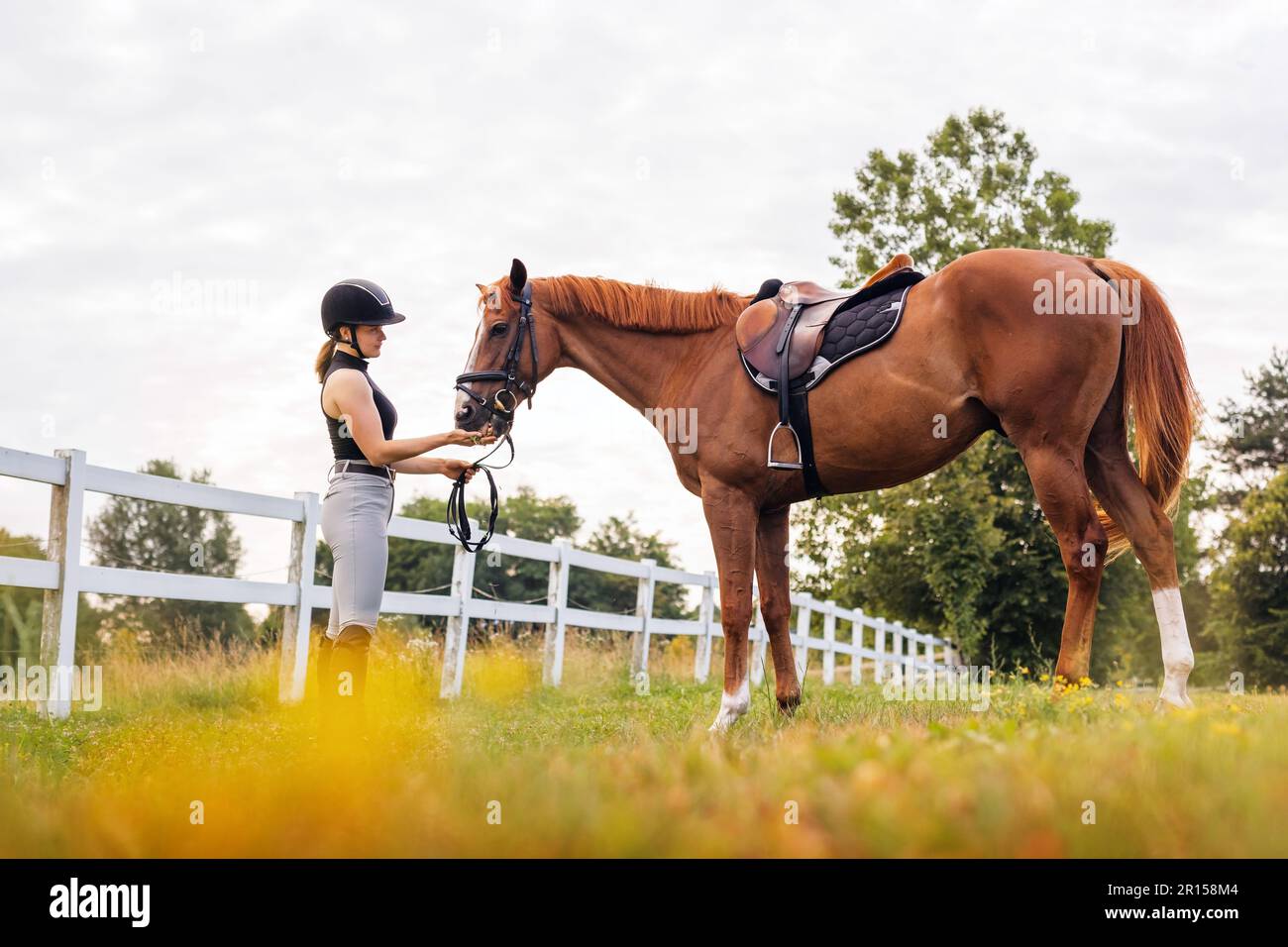 Une cycliste féminine en vêtements équestres tenant les rênes et conduisant son beau cheval de châtaignier à selles. Concept d'activité d'équitation. Banque D'Images