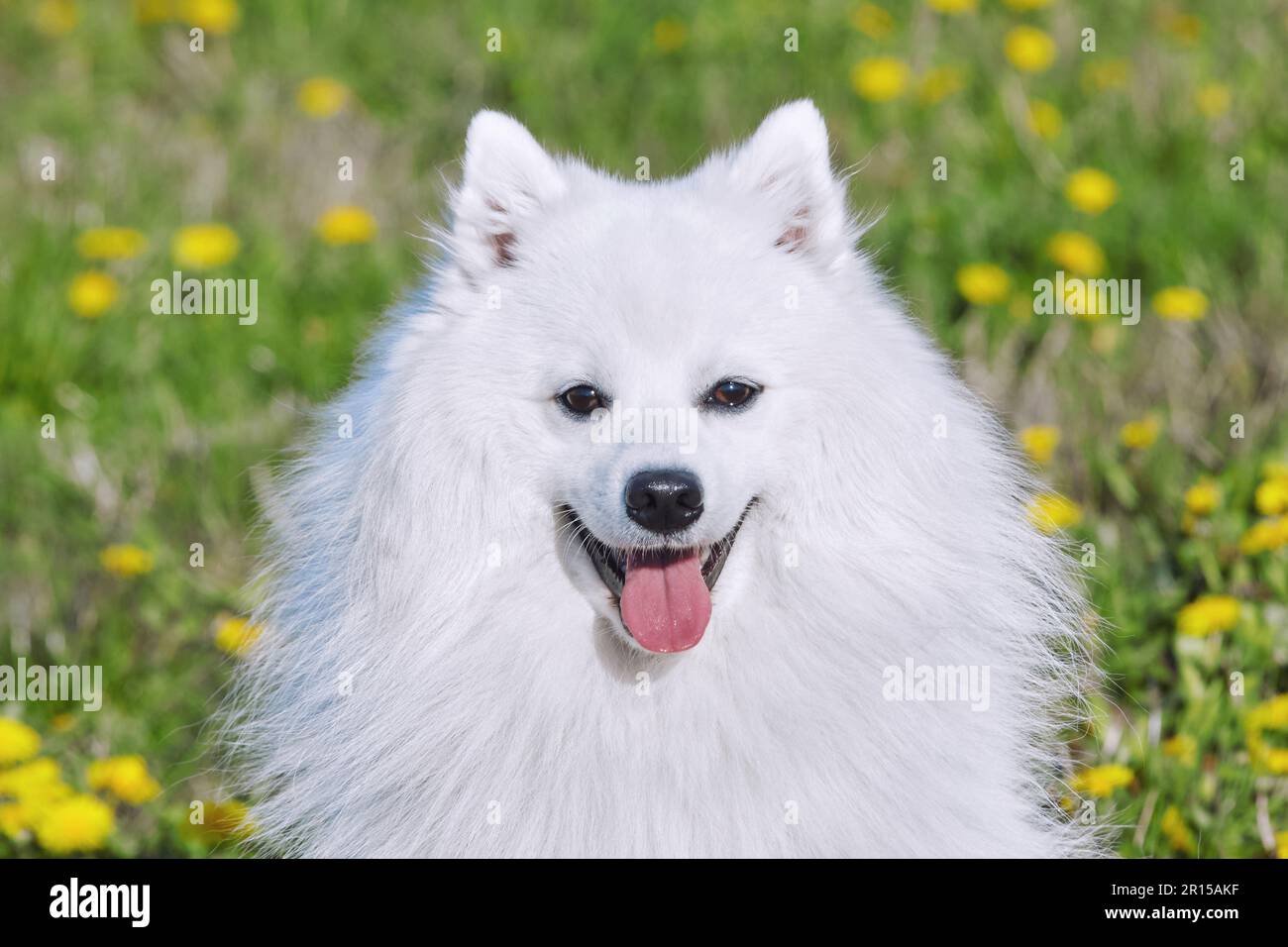 le spitz japonais blanc de pure race sourit tout en regardant l'appareil photo. portrait jeune chien joueur gros plan. Banque D'Images