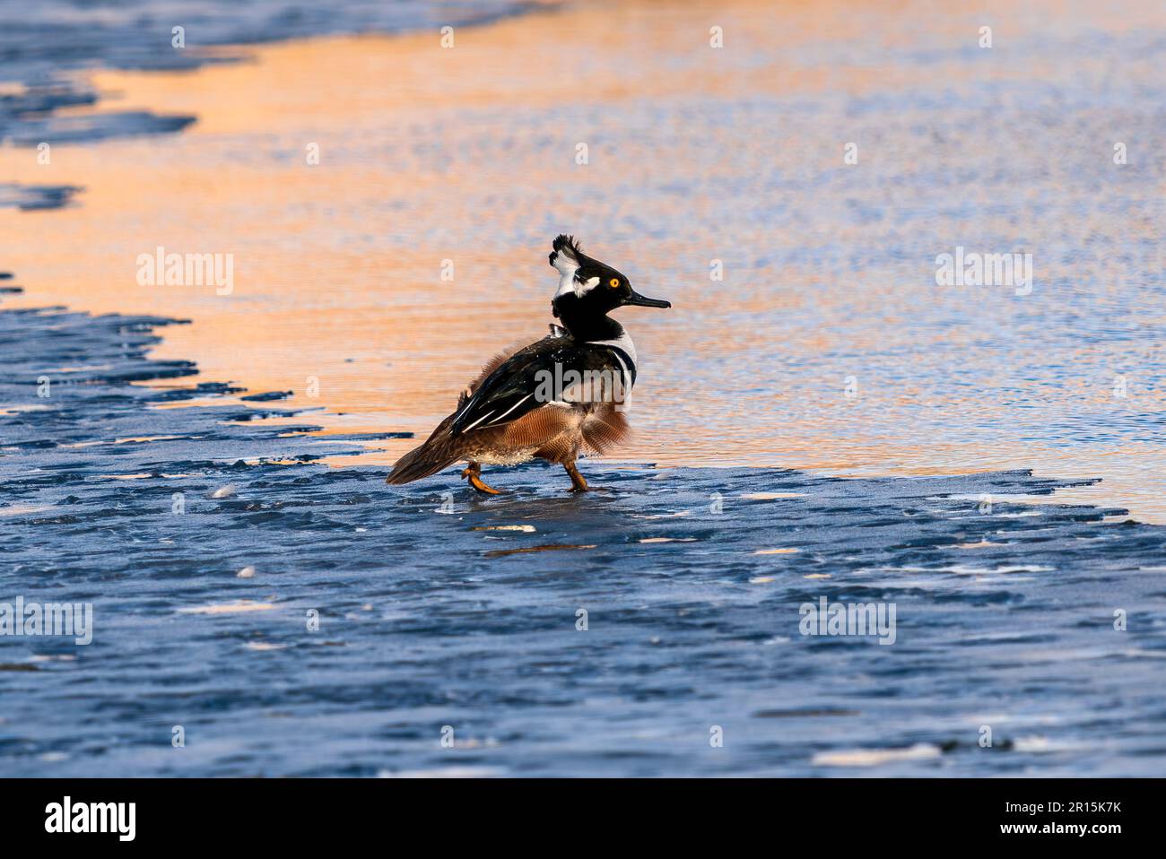 Un Merganser drake à capuche s'approchant de la rive d'un lac glacé avec une rafale de vent ronflant ses plumes par temps froid d'hiver. Banque D'Images