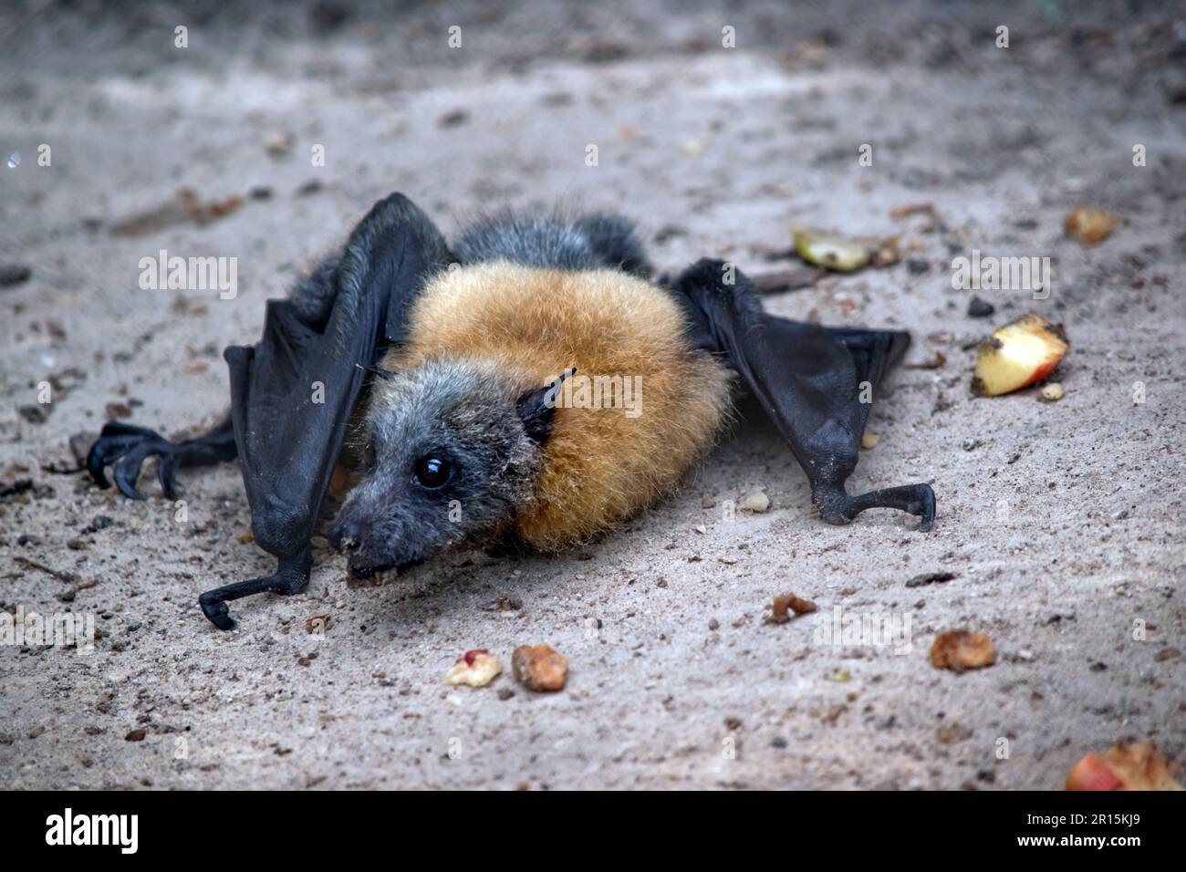 la chauve-souris aux fruits a une fourrure dorée sur la tête, le cou, les épaules et parfois le dos. Leurs ailes sont noires et non furrées. Renards volants ou Banque D'Images