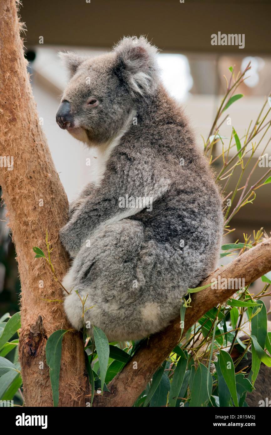 le koala a des oreilles blanches moelleuses, des yeux bruns et un grand nez noir Banque D'Images