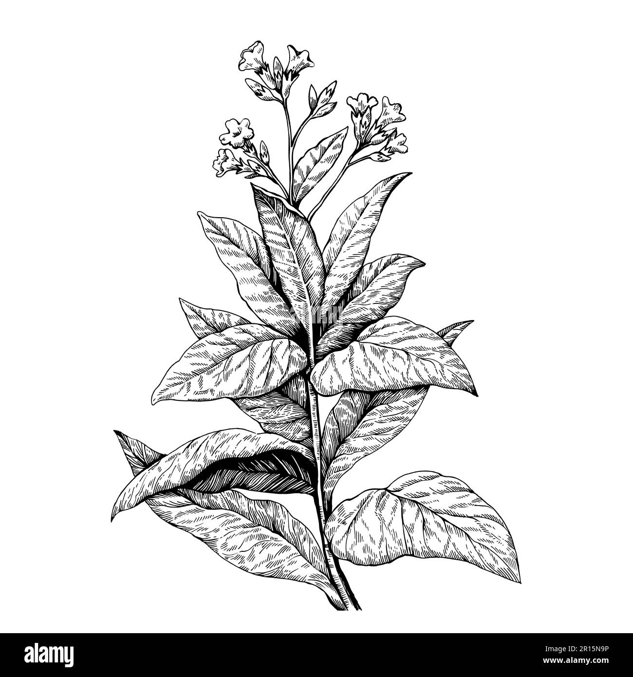 Illustration botanique détaillée du tabac cultivé, Nicotiana tabacum. Dessin dans un style rétro de gravure ancien. Esquisse à encre vectorielle dessinée à la main. Illustration de Vecteur