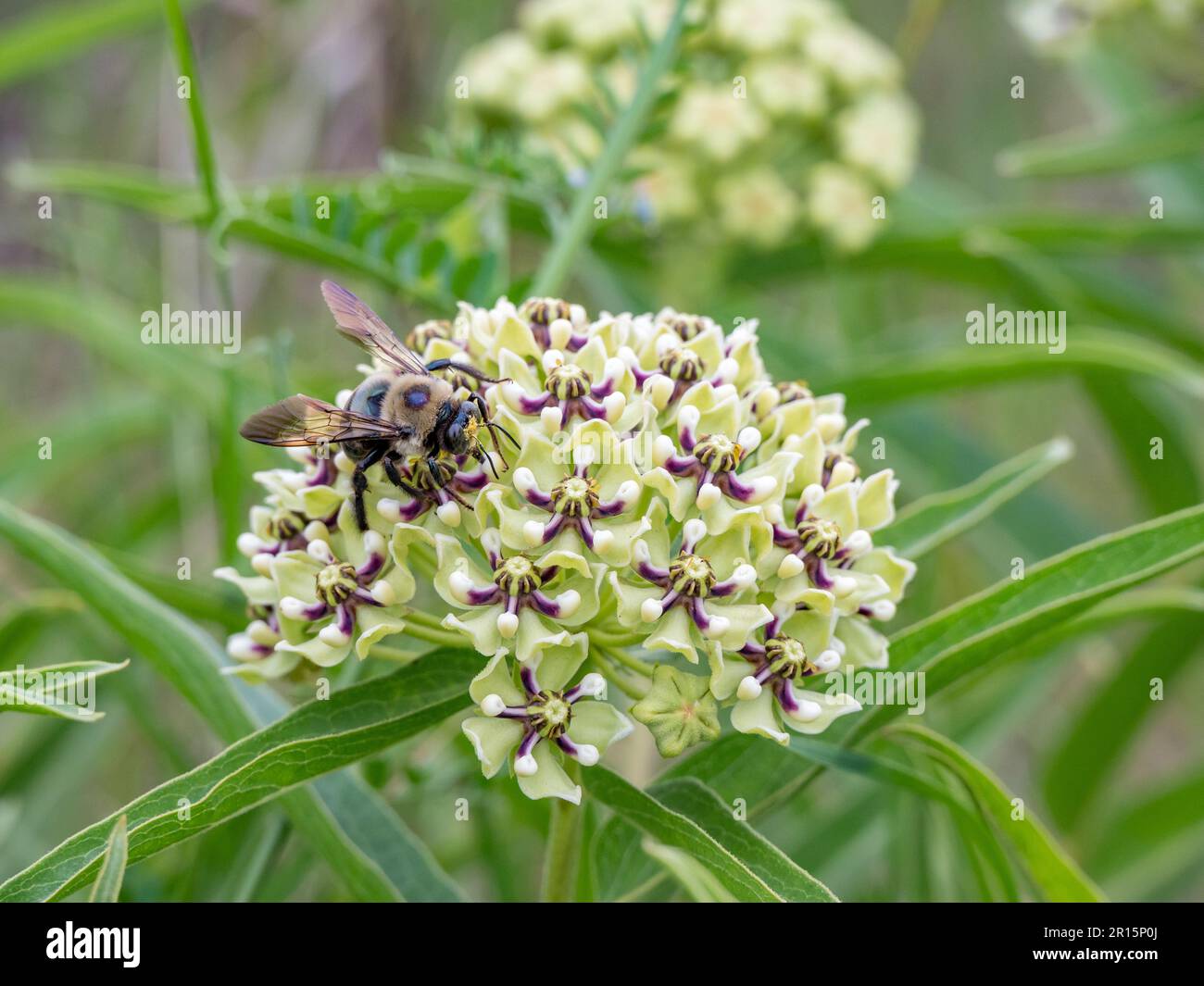 Une abeille charpentier recouverte de pollen lorsqu'elle sied le nectar d'une plante de laitoued verte, Asclepias viridis. Banque D'Images