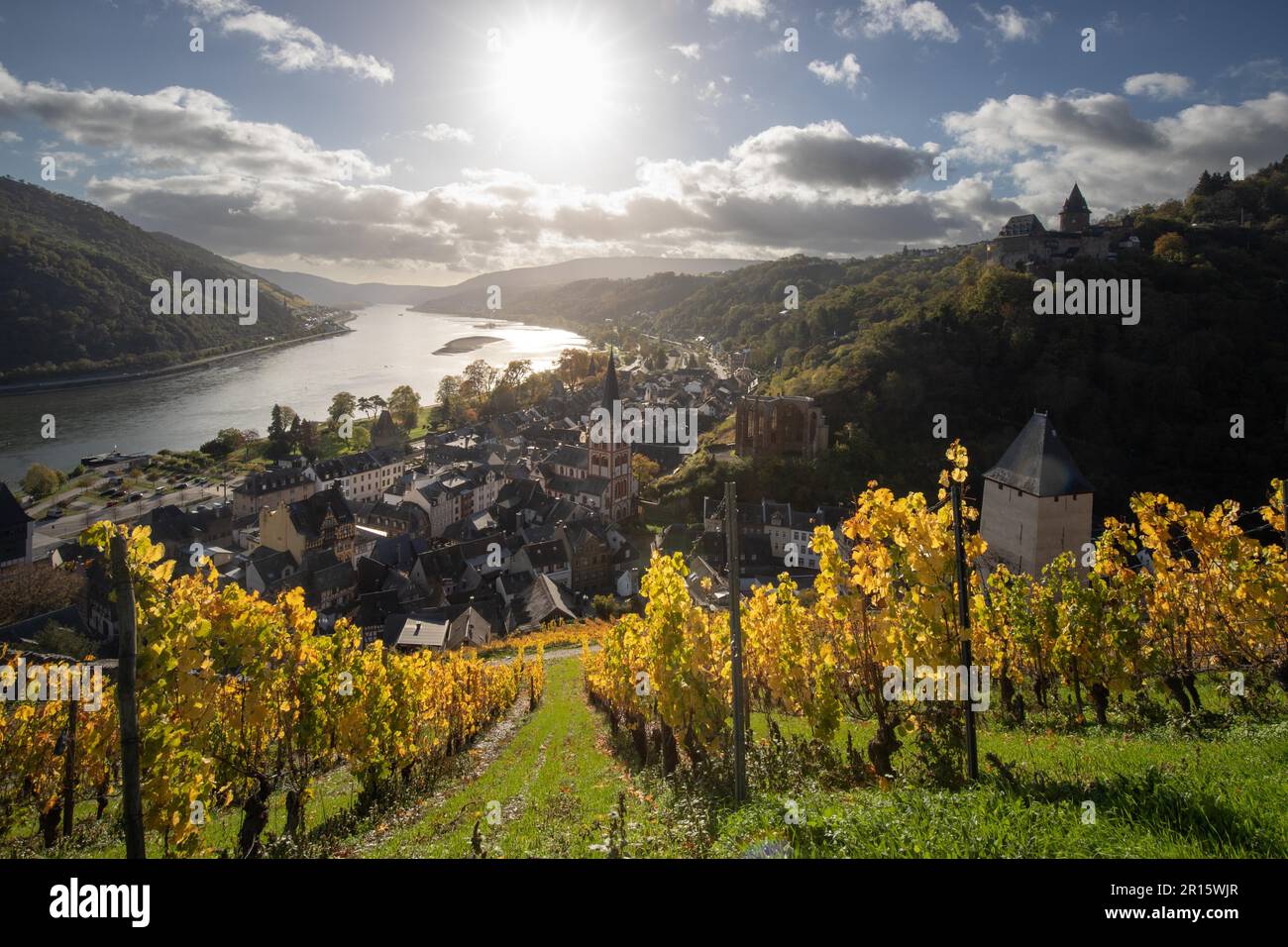 Vignobles en automne sur le Rhin, pris le matin avec vue sur la vieille ville de Bacharach, Allemagne Banque D'Images