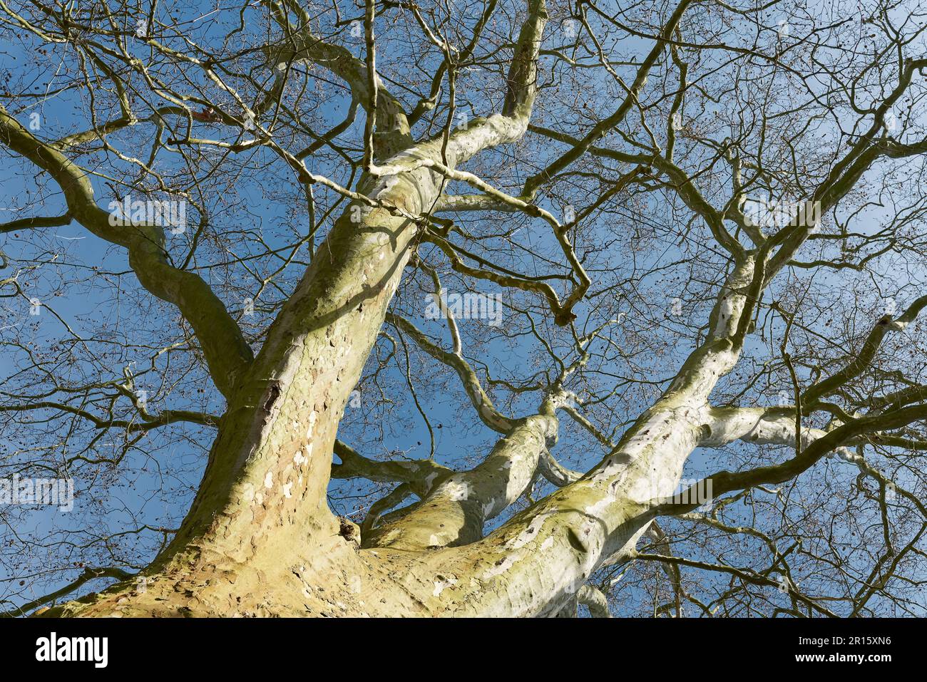 Vue vers le haut jusqu'à la couronne d'un vieux platanus acerifolia à feuilles d'érable dans un parc Banque D'Images