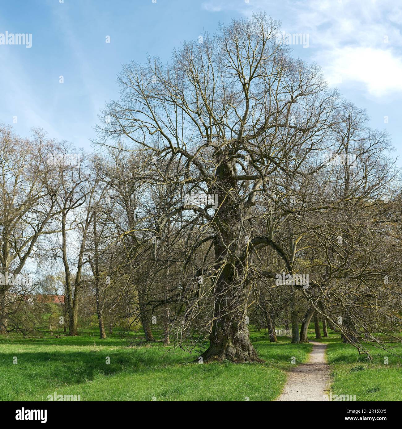 Vieux linden à grands feuilles Tilia platyphyllos dans un parc public près de Hundisburg en Allemagne au printemps Banque D'Images