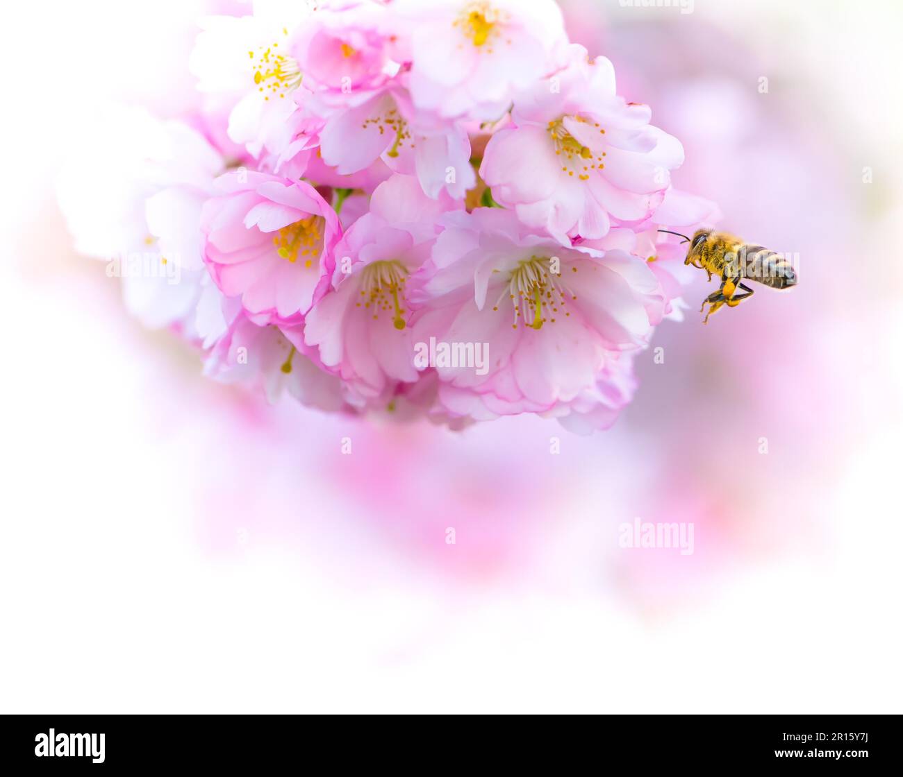 Un vol d'abeilles vers les fleurs de cerisier rose Banque D'Images