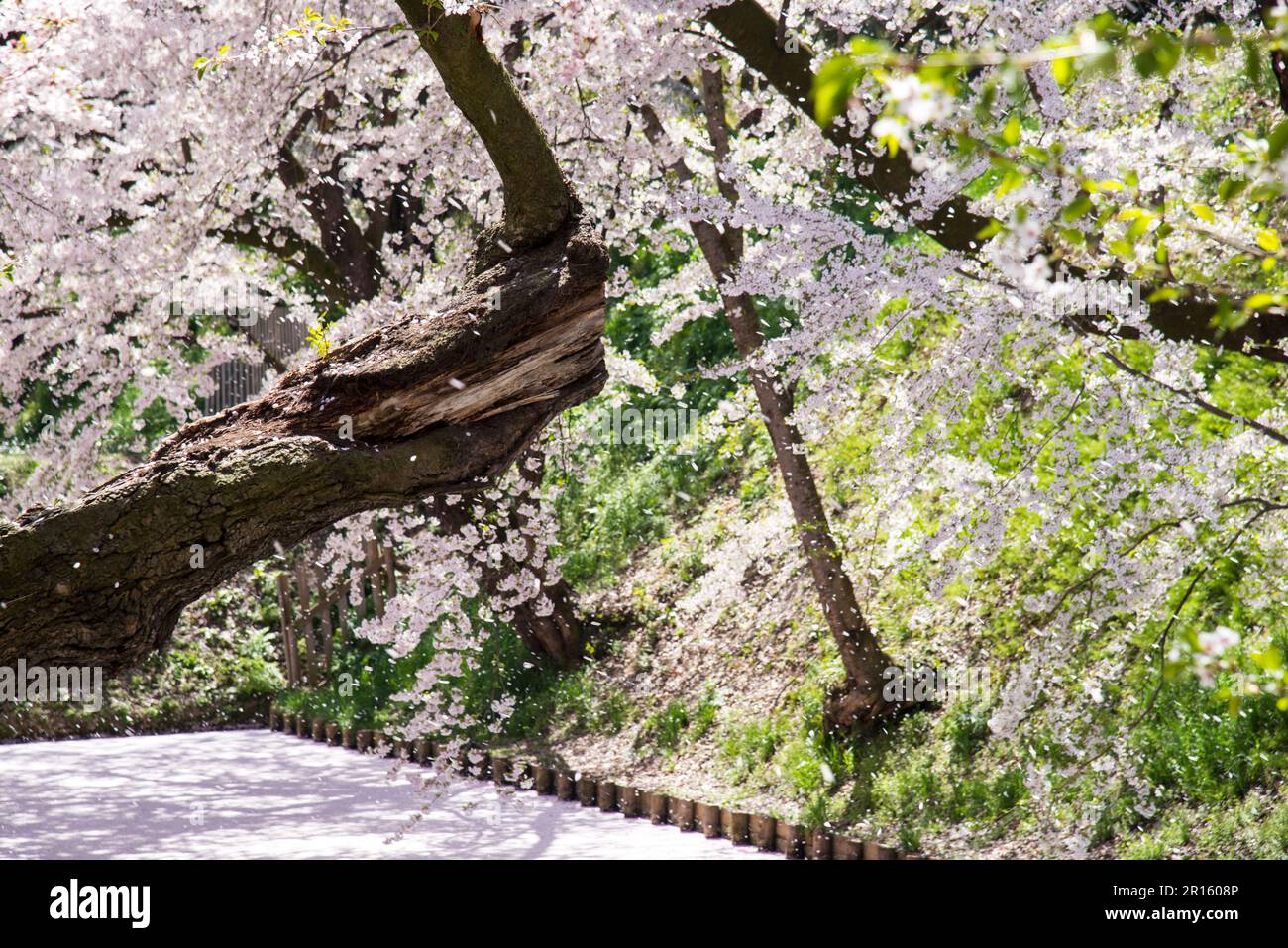 Dans le château de Hirosakijo, les cerisiers fleurissent en pleine floraison le long des douves et tombent comme une tempête de neige Banque D'Images