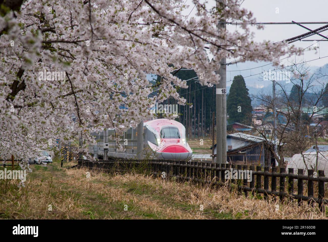 Une rangée de cerisiers et Akita Shinkansen Super KOMACHI Banque D'Images