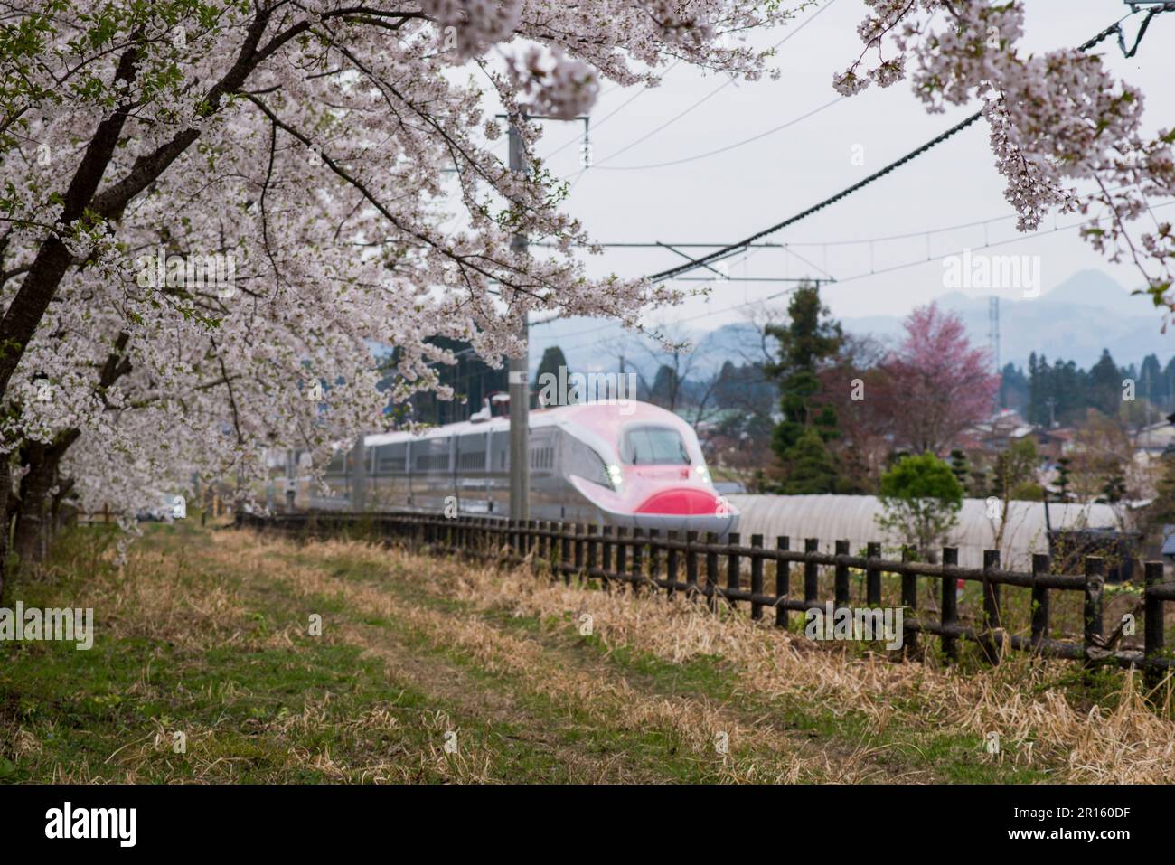 Une rangée de cerisiers et Akita Shinkansen Super KOMACHI Banque D'Images