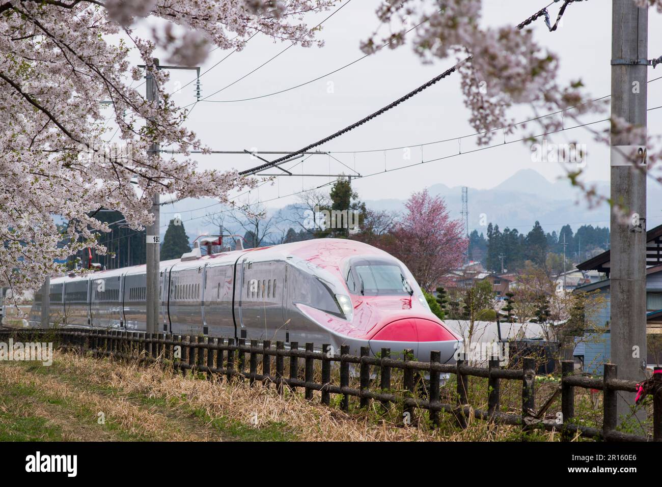 Une rangée de cerisiers et Akita Shinkansen Super KOMACHI Banque D'Images