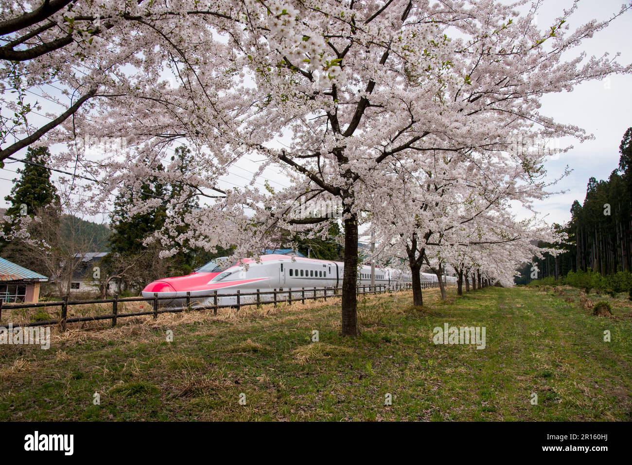 Une rangée de cerisiers et Akita Shinkansen Super KOMACHI Banque D'Images
