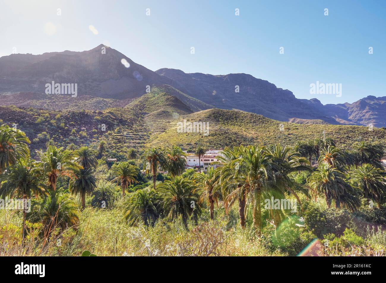 palmeraie, maisons, Barranco de Fataga, palmiers, gorges, Massif Central, côte sud, Grande Canarie, Îles Canaries, Espagne Banque D'Images