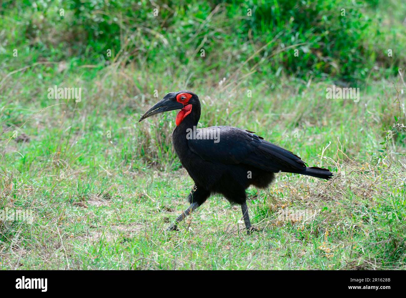 Southern Ground Hornbill (Bucorvus leadbeater) réserve nationale de Masai Mara, Kenya, Afrique Banque D'Images