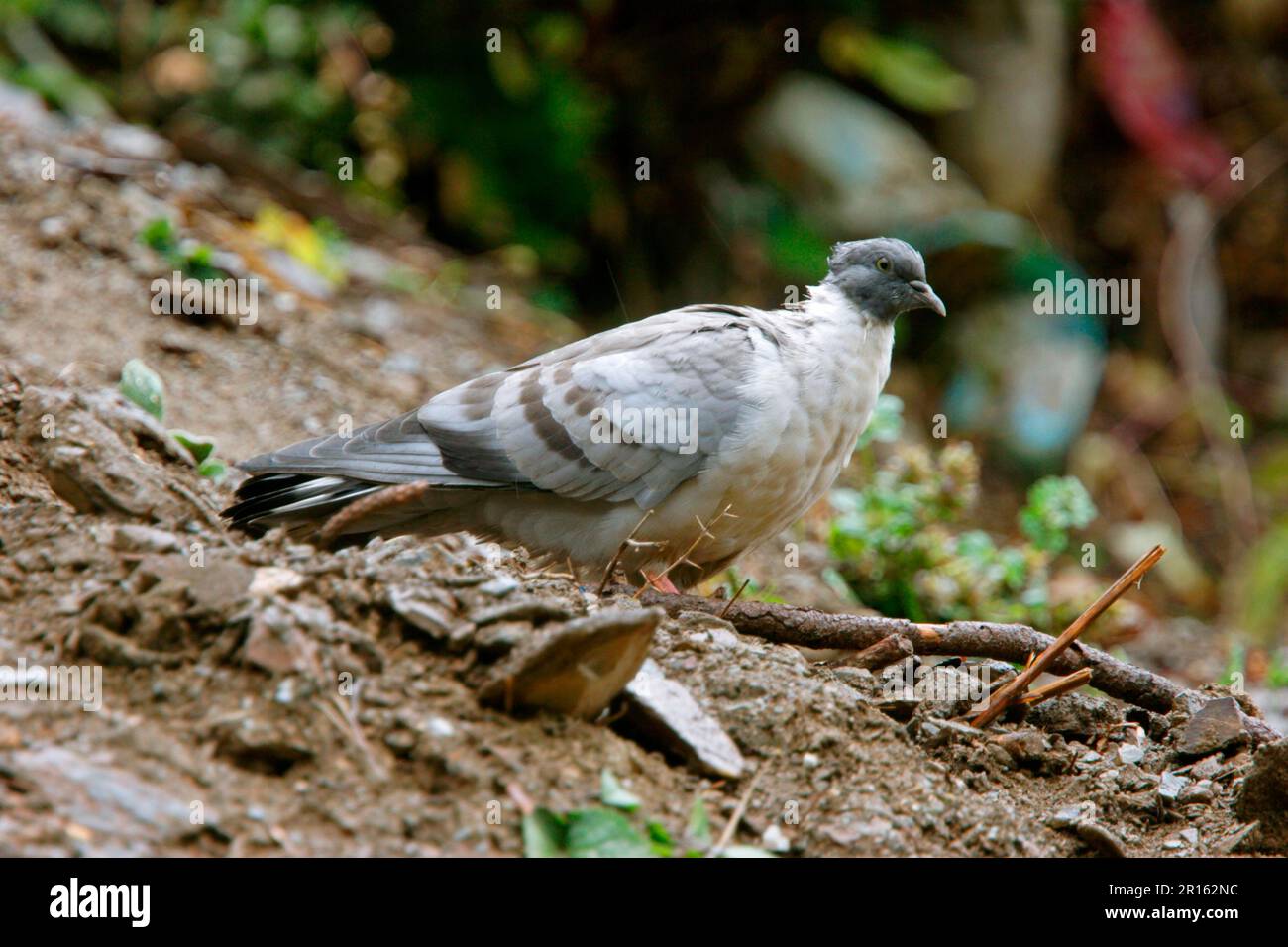 Pigeon à neige (Columba leuconota), pigeon à neige, pigeon à dos blanc, pigeons à neige, pigeons nains, Pigeons à dos blanc, Pigeons, animaux, oiseaux, neige Banque D'Images