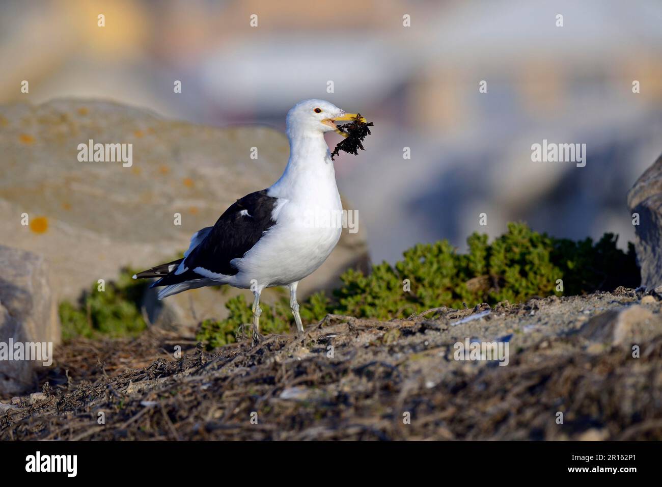 Cape Goéland (Larus dominicanus vetula), île Bird, baie Lamberts, Cap-Occidental, Afrique du Sud Banque D'Images