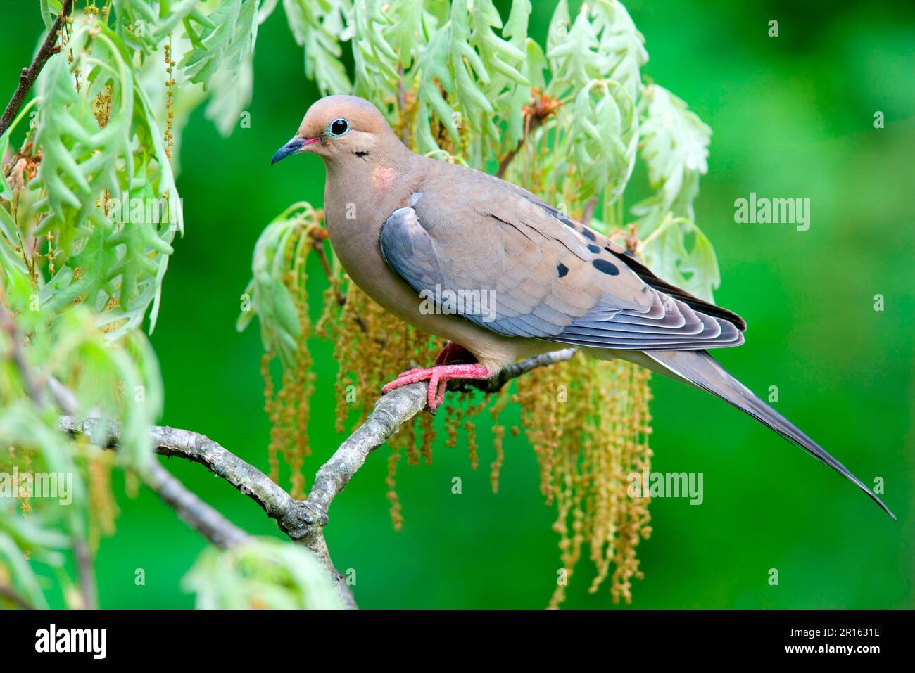 Dove en deuil (Zenaida macroura) adulte, perchée sur une branche de chêne (U.) S. A. printemps Banque D'Images