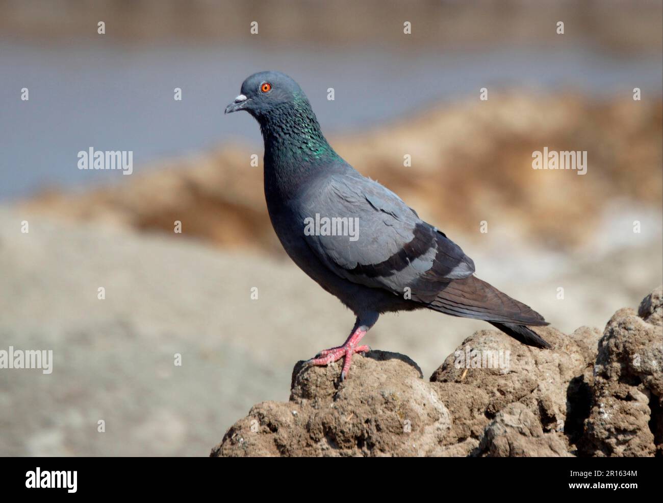 Dove de roche, Doves de roche, Pigeons, animaux, oiseaux, Roche Dove (Columba livia intermedia) adulte, perchée sur de la boue séchée, petit rang de Kachchh, Gujarat Banque D'Images