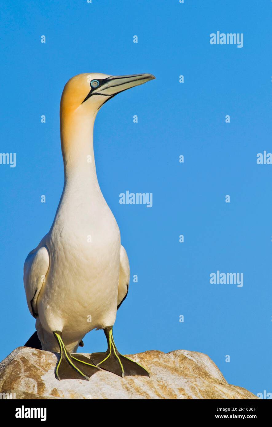 Gantet du Nord (Morus bassanus) Gannet, arboricole, animaux, oiseaux, gantet du Nord adulte, debout sur le rocher, Saltee Islands, Irlande Banque D'Images