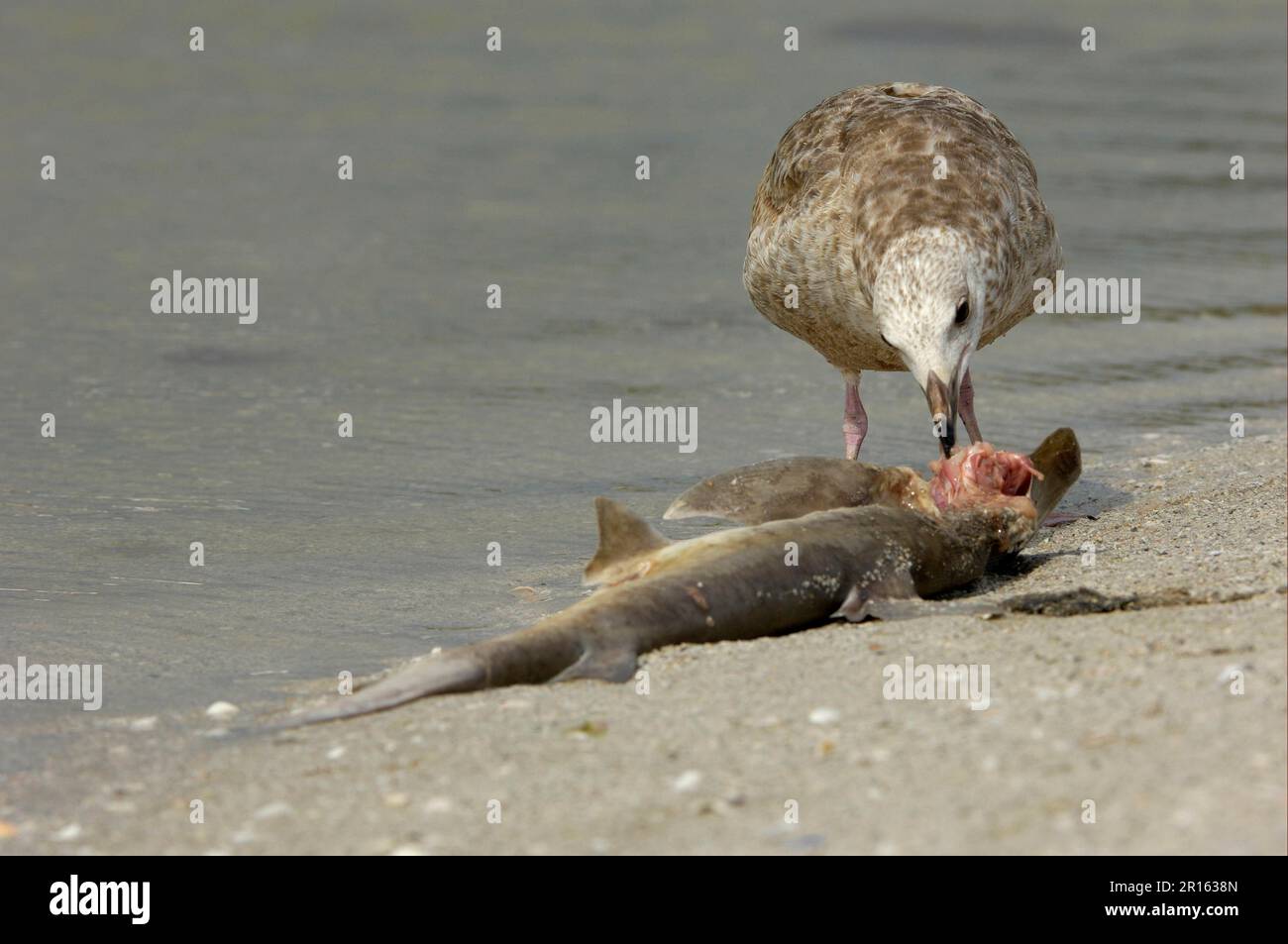 Goéland argenté européen (Larus argentatus), immature, se nourrissant de juvéniles morts de marmolles pétoncles (Sphyrna lewini), utricularia Banque D'Images