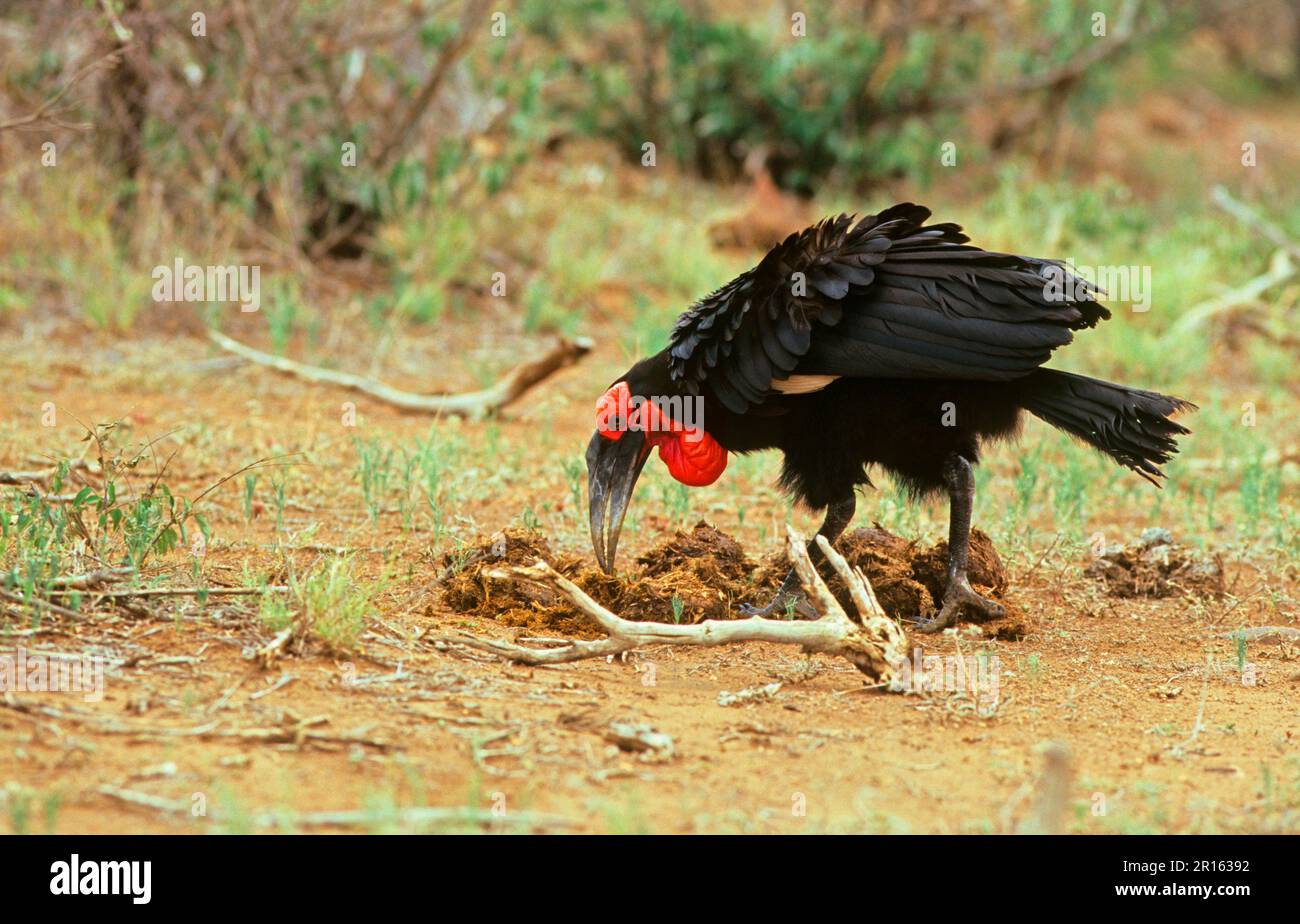 Bucorvus Cacher, Kaffir Hornbill, Red-Cheeked Hornbill, Southern Hornbill, Kaffir Hornbill, Charme sudiste (Bucorvus leadbeateri), sud Banque D'Images