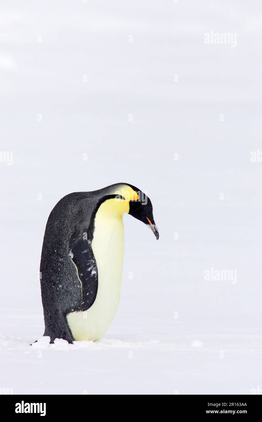 Manchot empereur (Aptenodytes forsteri) adulte, debout dans la neige, île de Snow Hill, mer de Weddell, Antarctique Banque D'Images