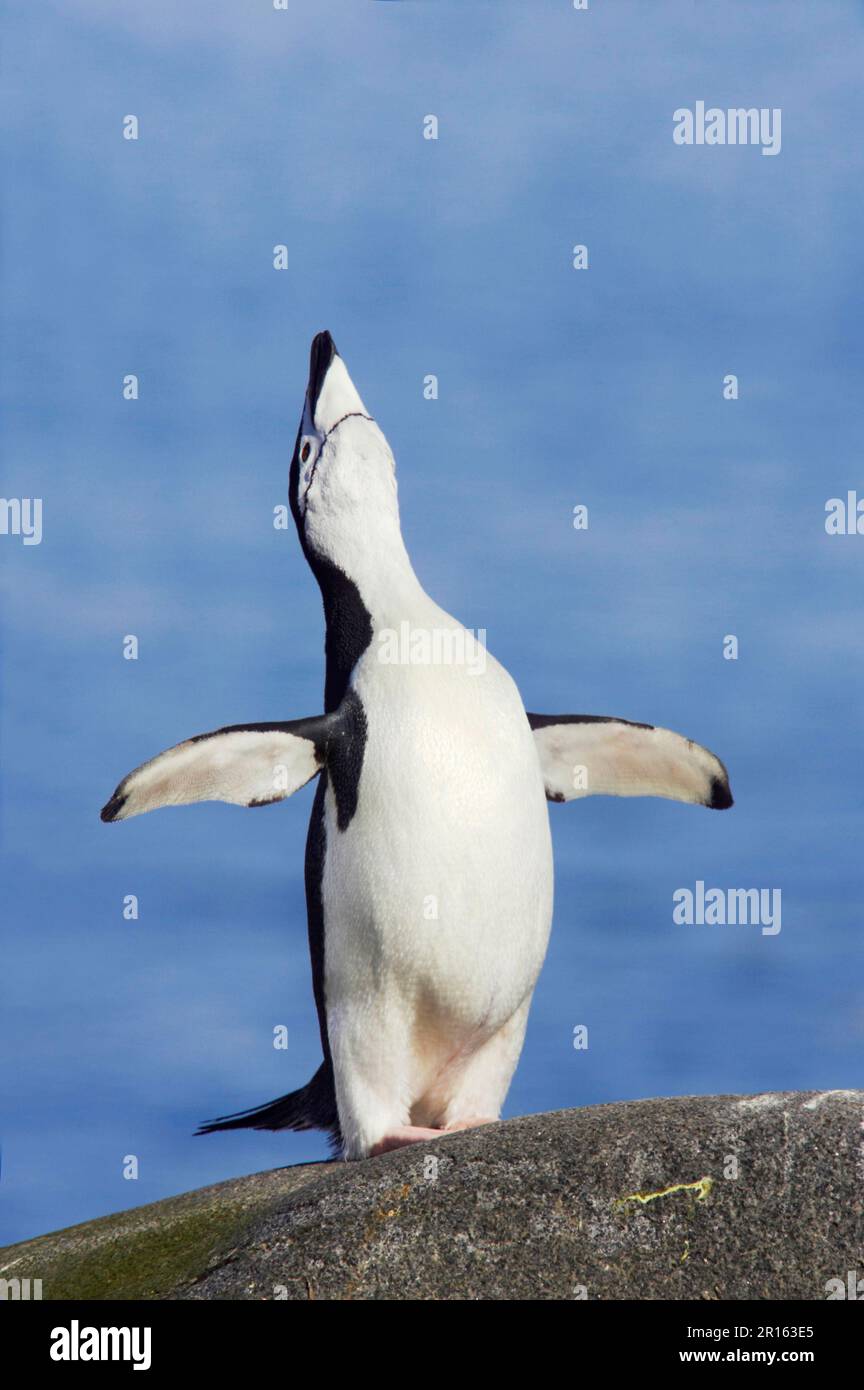 Manchot à collier, îles Shetland du Sud, pingouins à collier (Pygoscelis antarctique), pingouin à collier, pingouins à collier, pingouins à collier, pingouins, animaux Banque D'Images