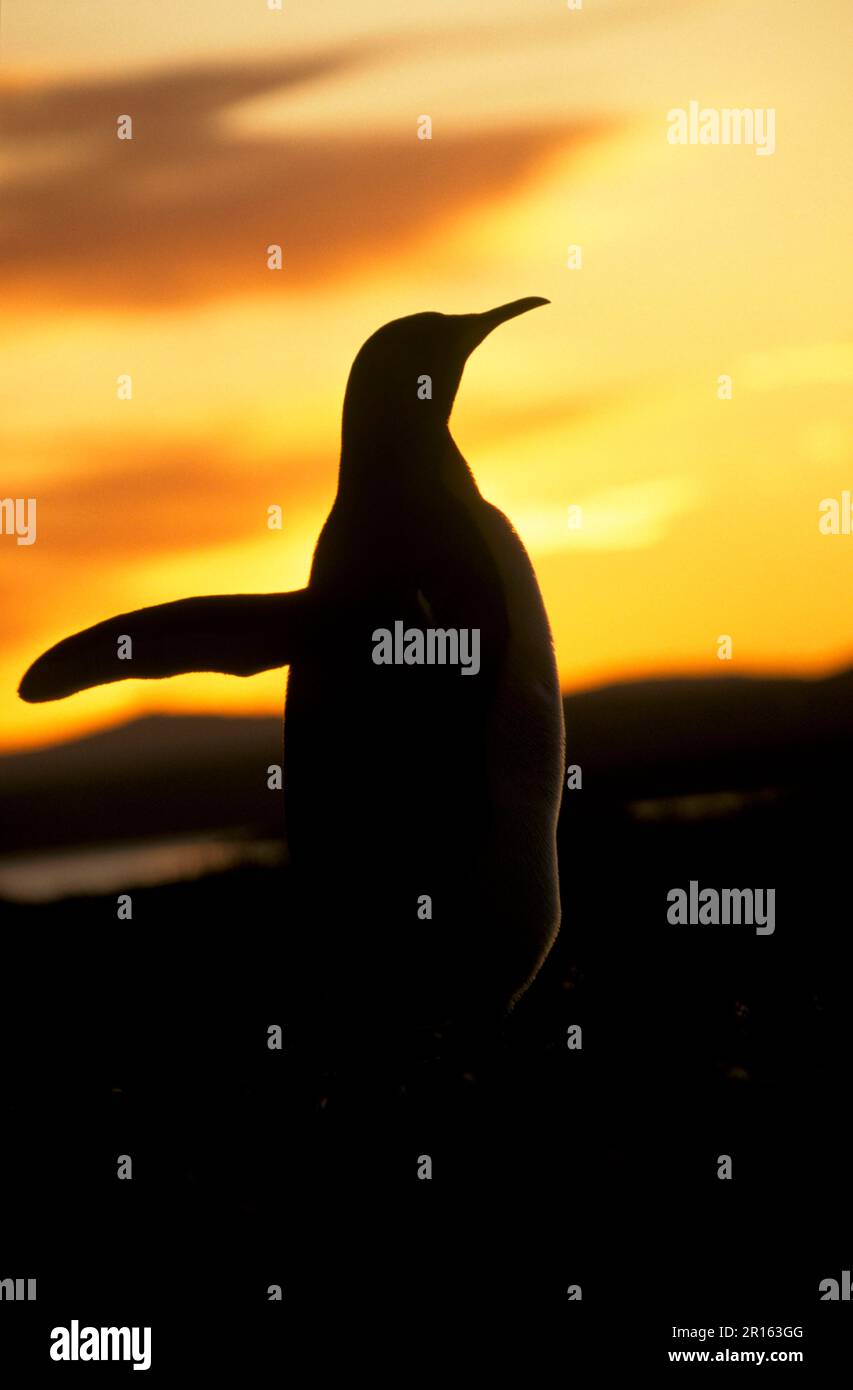 Aptenodytes patagonica, Penguin royal, pingouins roi (Aptenodytes patagonicus), pingouins, animaux, oiseaux, Penguin roi au coucher du soleil- point volontaire Banque D'Images