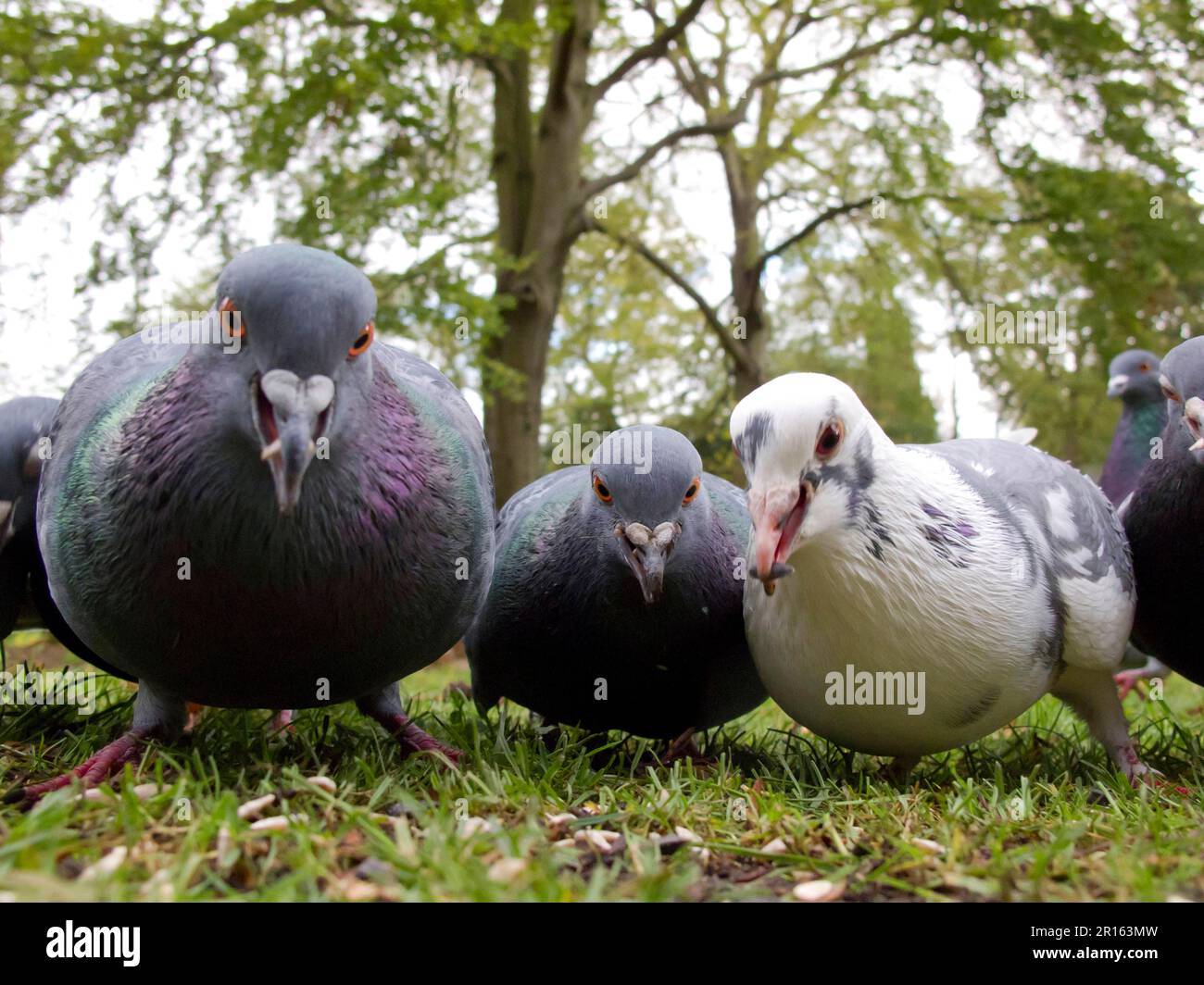 Pigeon sauvage (Columba livia) floqué, se nourrissant au sol dans le parc de la ville, les jardins botaniques de Sheffield, Sheffield, Yorkshire du Sud, Angleterre, Royaume-Uni Banque D'Images