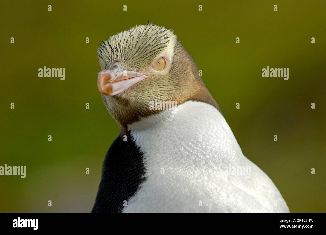 Gros plan de la tête du pingouin à yeux jaunes (Megadyptes antipodes), île Enderby, Nouvelle-Zélande Banque D'Images