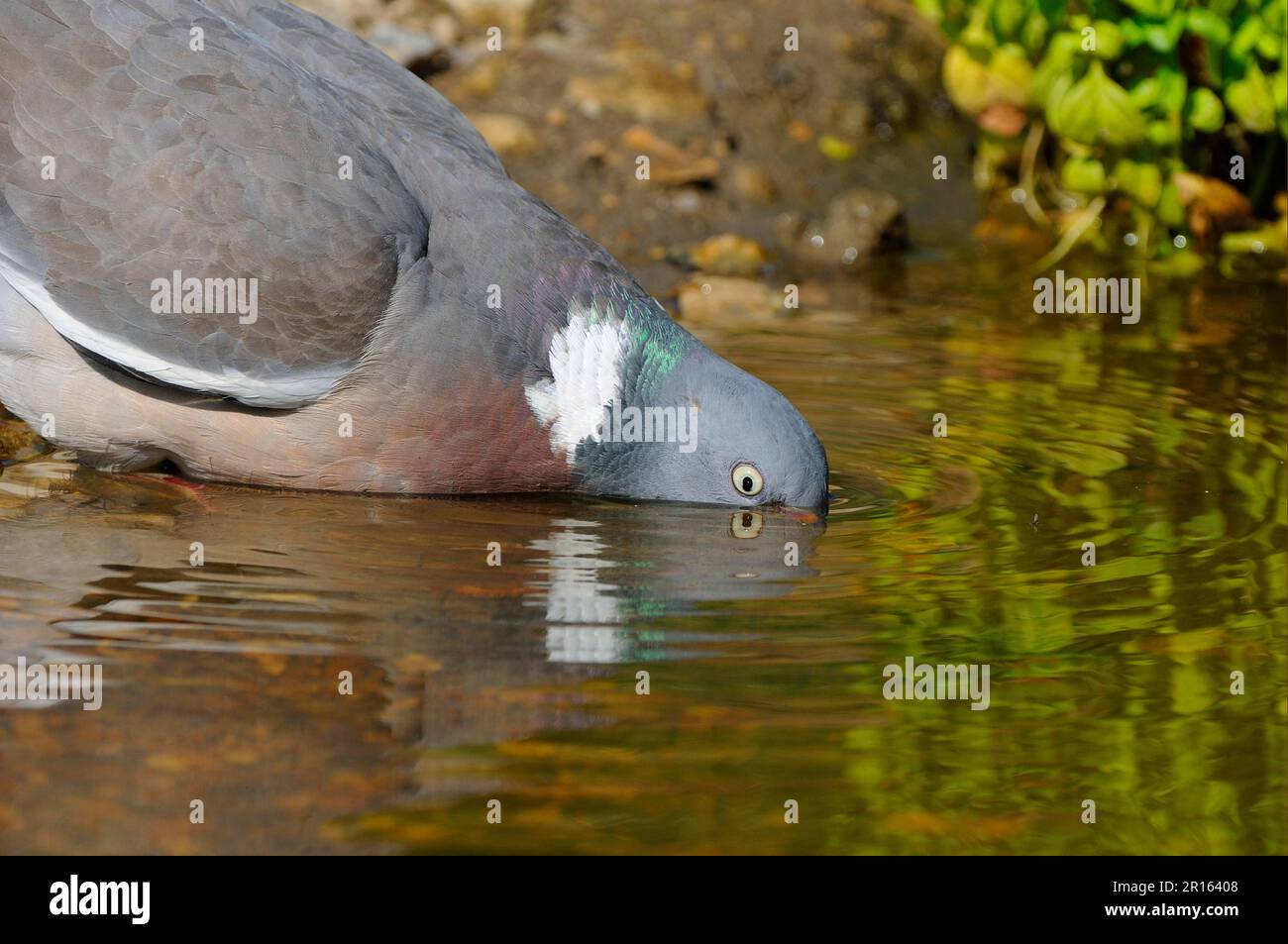 Pigeon de bois, colombes de bois, pigeons, animaux, oiseaux, Wood Pigeon (Columbus palumbus) adulte, boisson, Oxfordshire, Angleterre, Royaume-Uni Banque D'Images