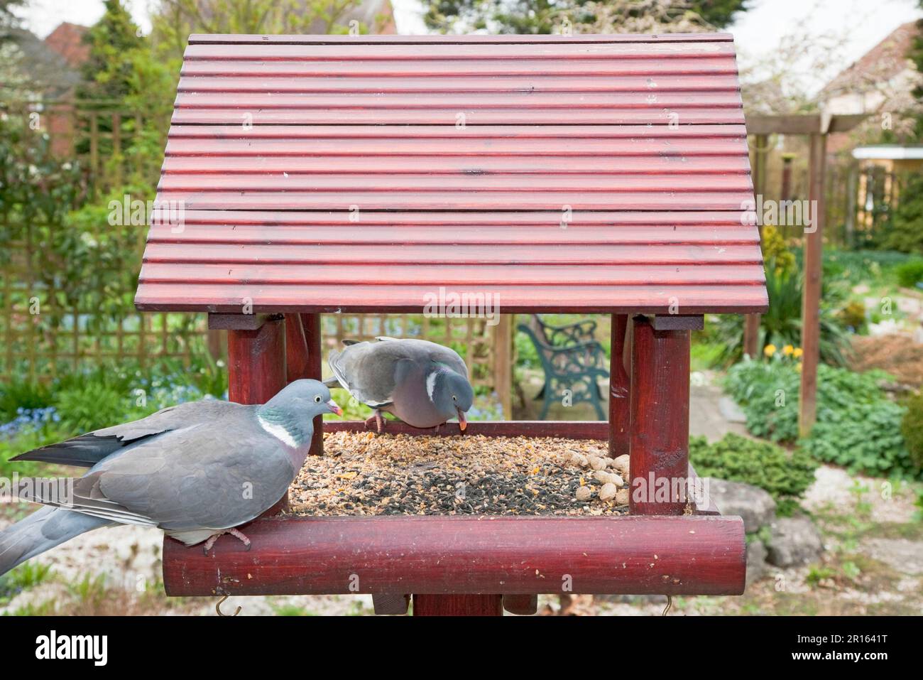 Pigeon de bois (Columba palumbus) deux adultes, se nourrissant à l'ornithologique dans le jardin, Essex, Angleterre, Royaume-Uni Banque D'Images