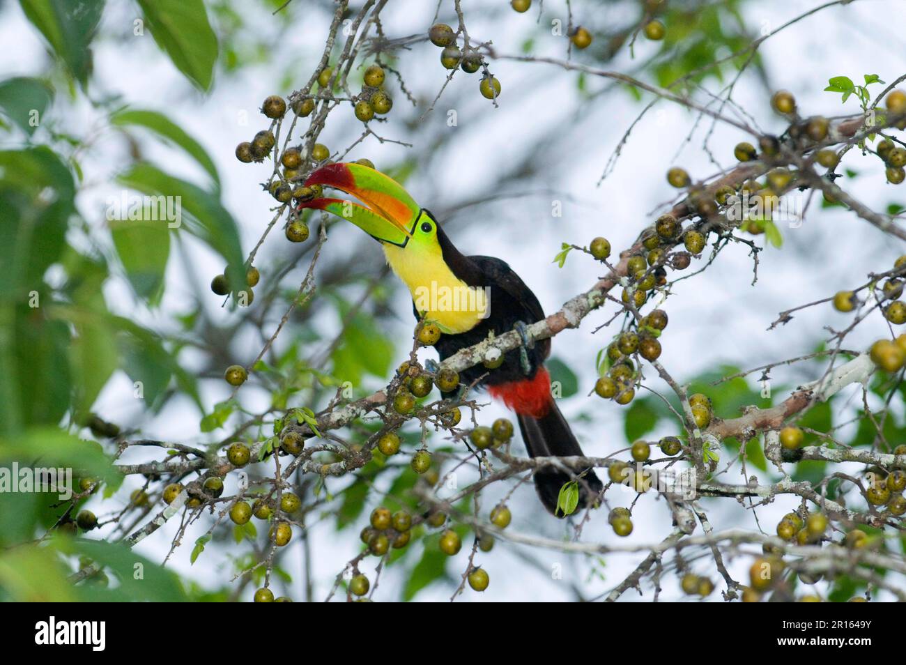 Toucan de pêche, toucans de pêche, toucan arc-en-ciel, toucans à bec de quille (Ramphastos sulfuratus), animaux, Toucans, oiseaux, toucan à bec de Keel adulte Banque D'Images