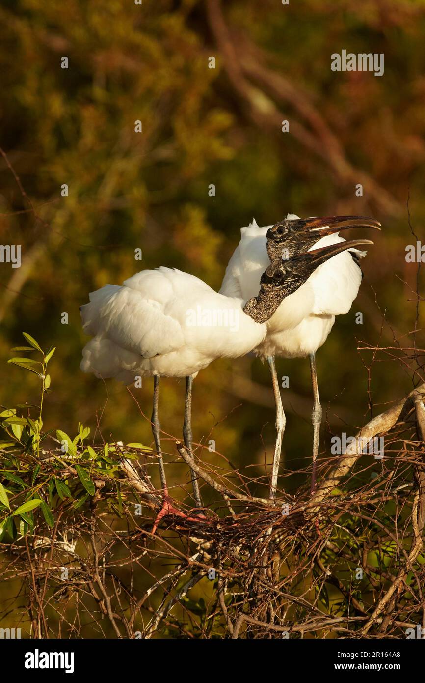 Cigogne à bois (Mycteria americana) paire adulte, comportement de liaison au site de nidification dans la canopée de mangrove, utricularia ochroleuca (U.) (U.) S. A. Banque D'Images