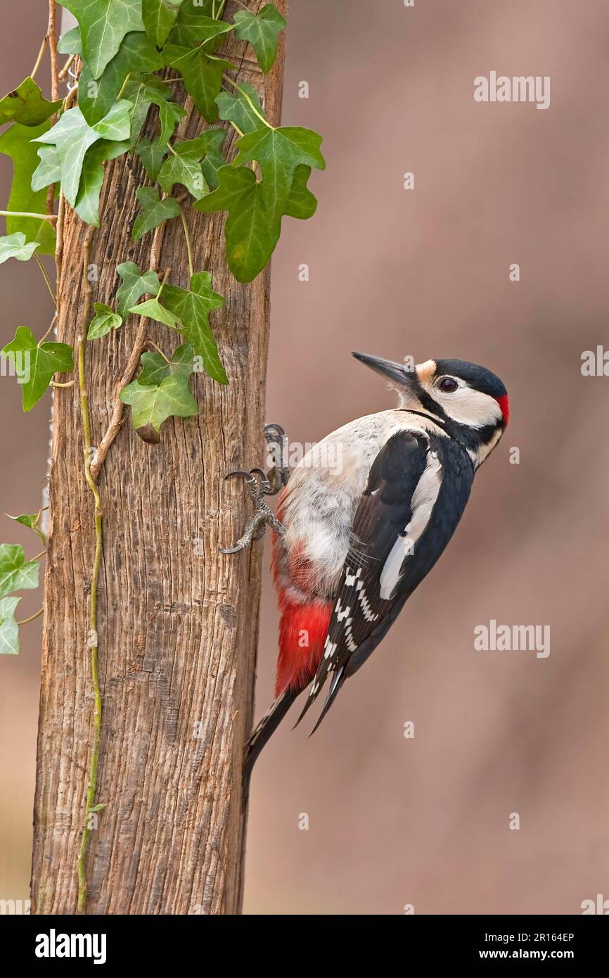 Grand pic à pois (Dendrocopus Major), homme adulte, accroché à la poste couverte de lierre, Warwickshire, Angleterre, hiver Banque D'Images