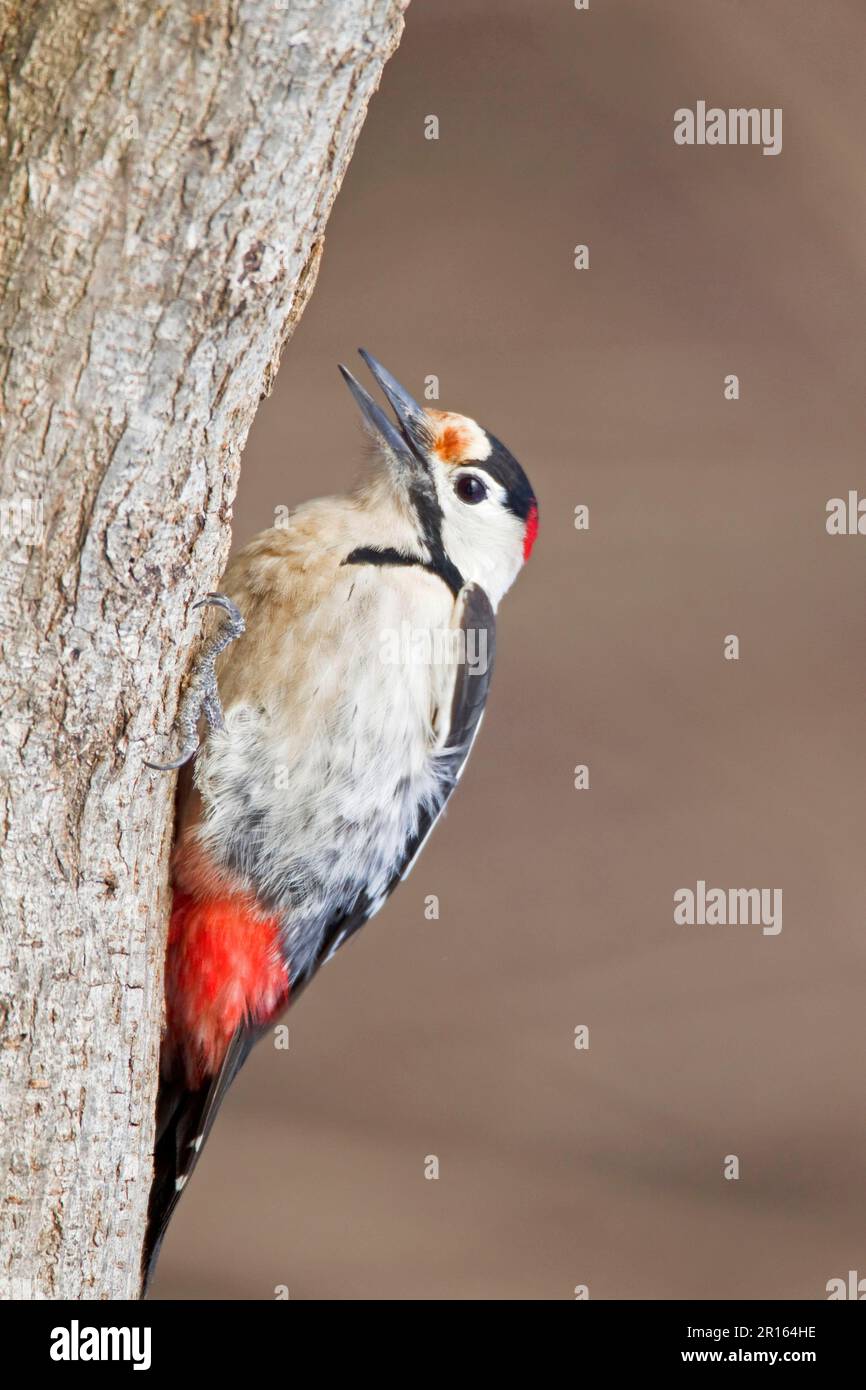 Pic syrien (Dendrococos syriacus) adulte mâle, alimentation, accroché au tronc d'arbre, Bulgarie Banque D'Images