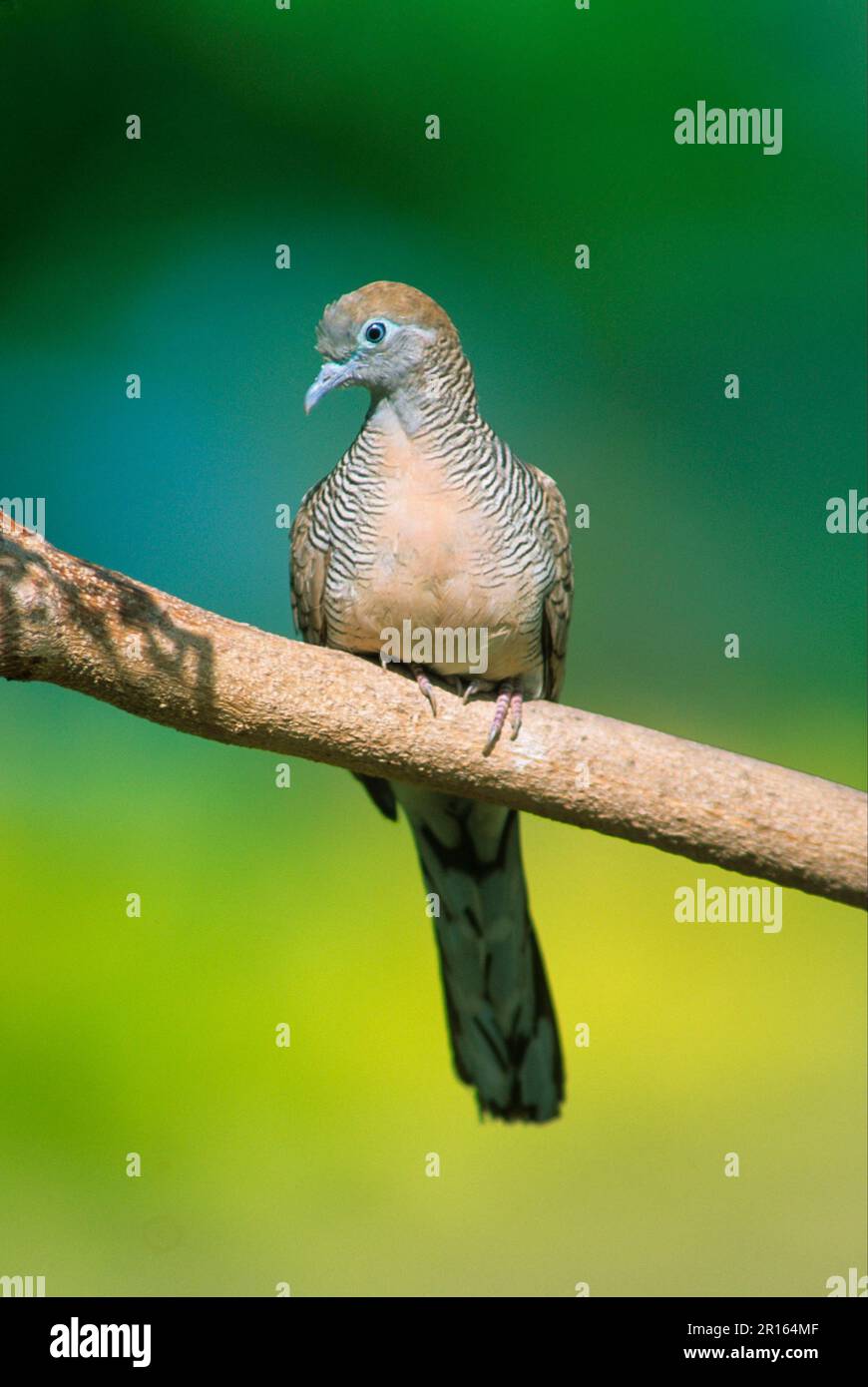 Dove (Geopelia striata) terrain barré Seychelles Banque D'Images