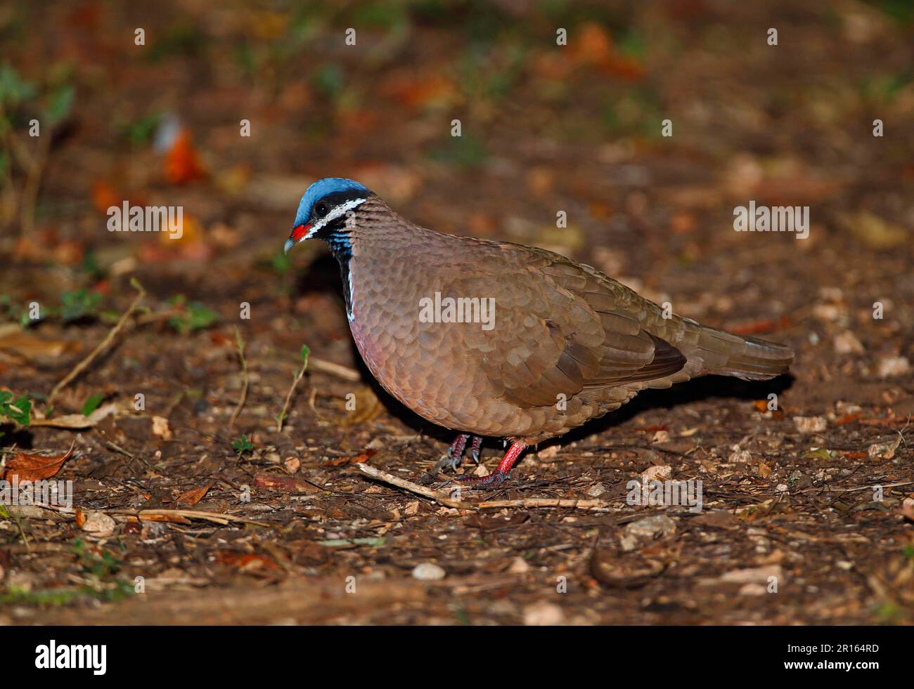 Quail-Dove à tête bleue (Starnoenas cyanocephala) adulte, marchant sur le fond de la forêt, péninsule de Zapata, province de Matanzas, Cuba Banque D'Images