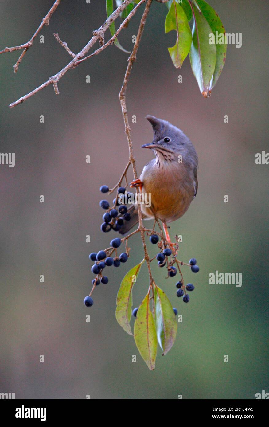 Yuhina à gorge rayée, Yuhina à gorge rayée, Yuhina à gorge rayée, Yuhina à gorge rayée, oiseau à bec, Oiseaux spectaculaires, oiseaux chanteurs, animaux Banque D'Images