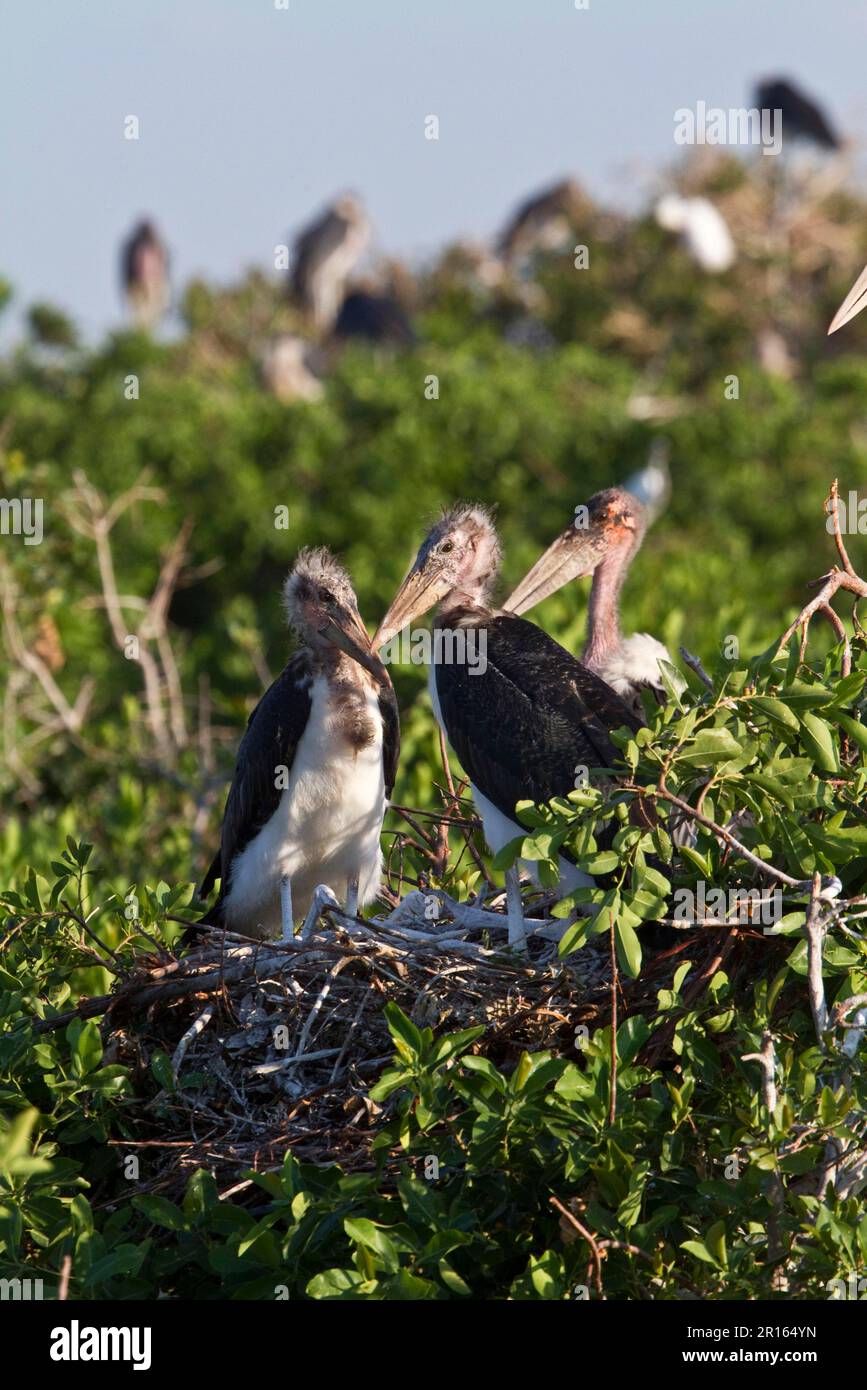 Les jeunes Marabou Storks nichent dans le delta de l'Okavango au Botswana. Le marabout est un gros oiseau de passage à gué de la famille des ciconiidés. Il se reproduit Banque D'Images